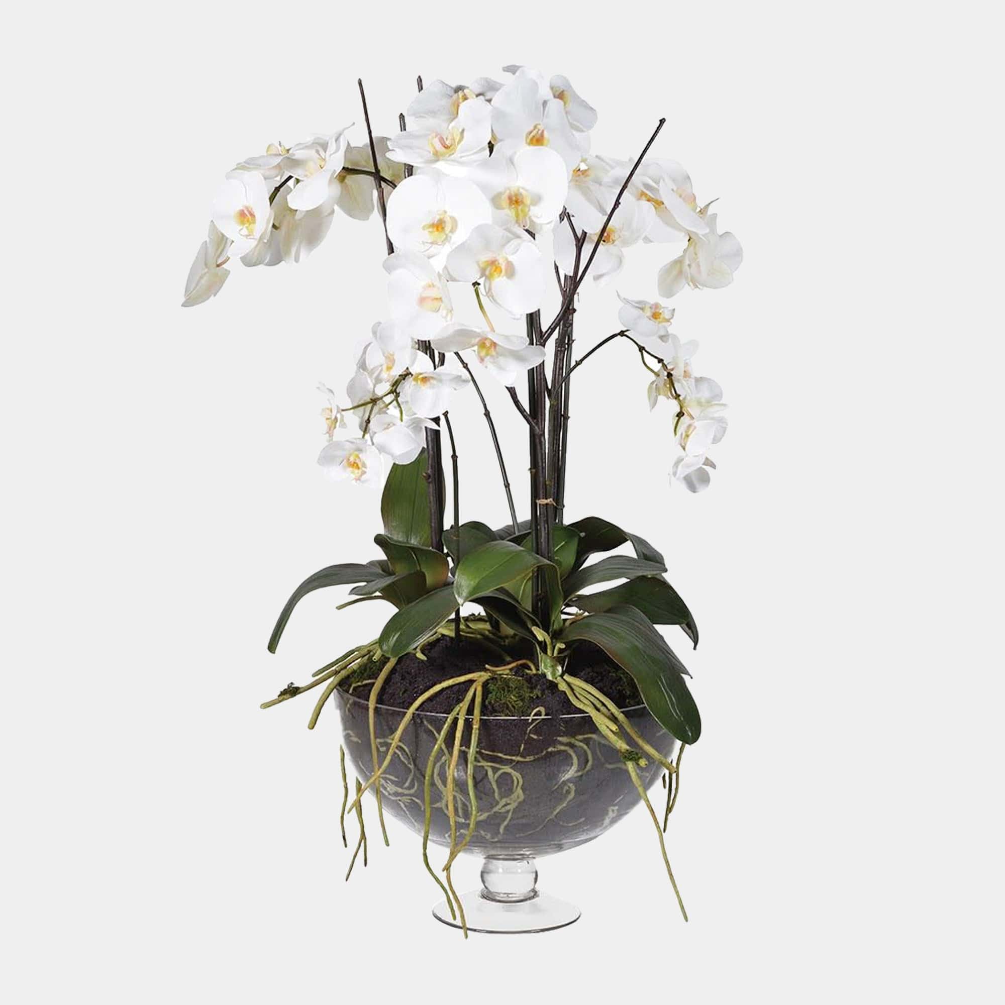 Glass Footed Bowl - Phalaenopsis Orchids- White - 90cm (WG)