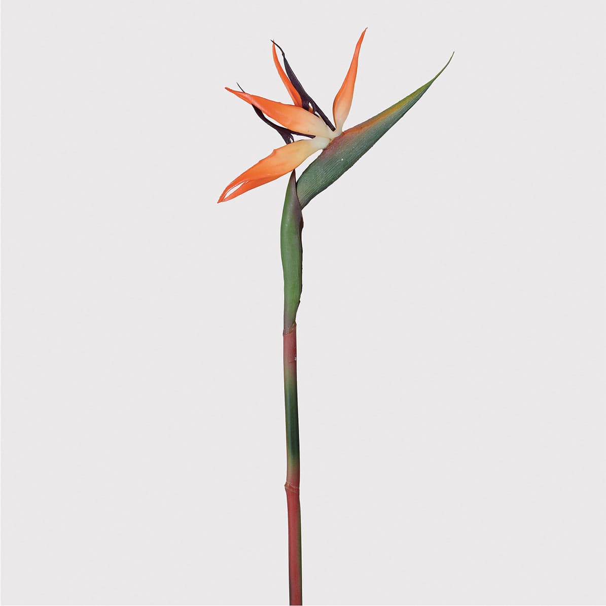 Orange Bird Of Paradise