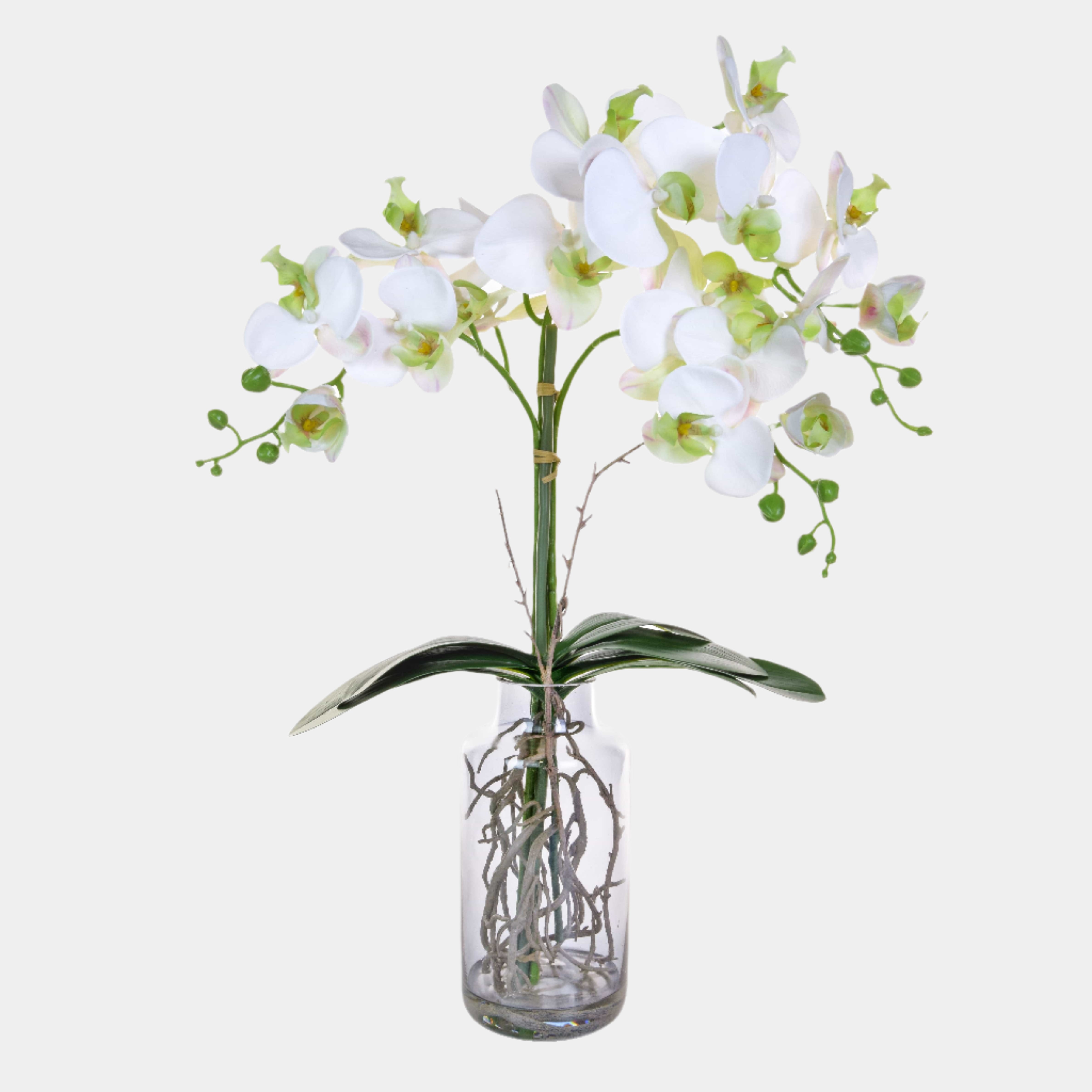 Phalaenopsis Orchid White in Glass Vase