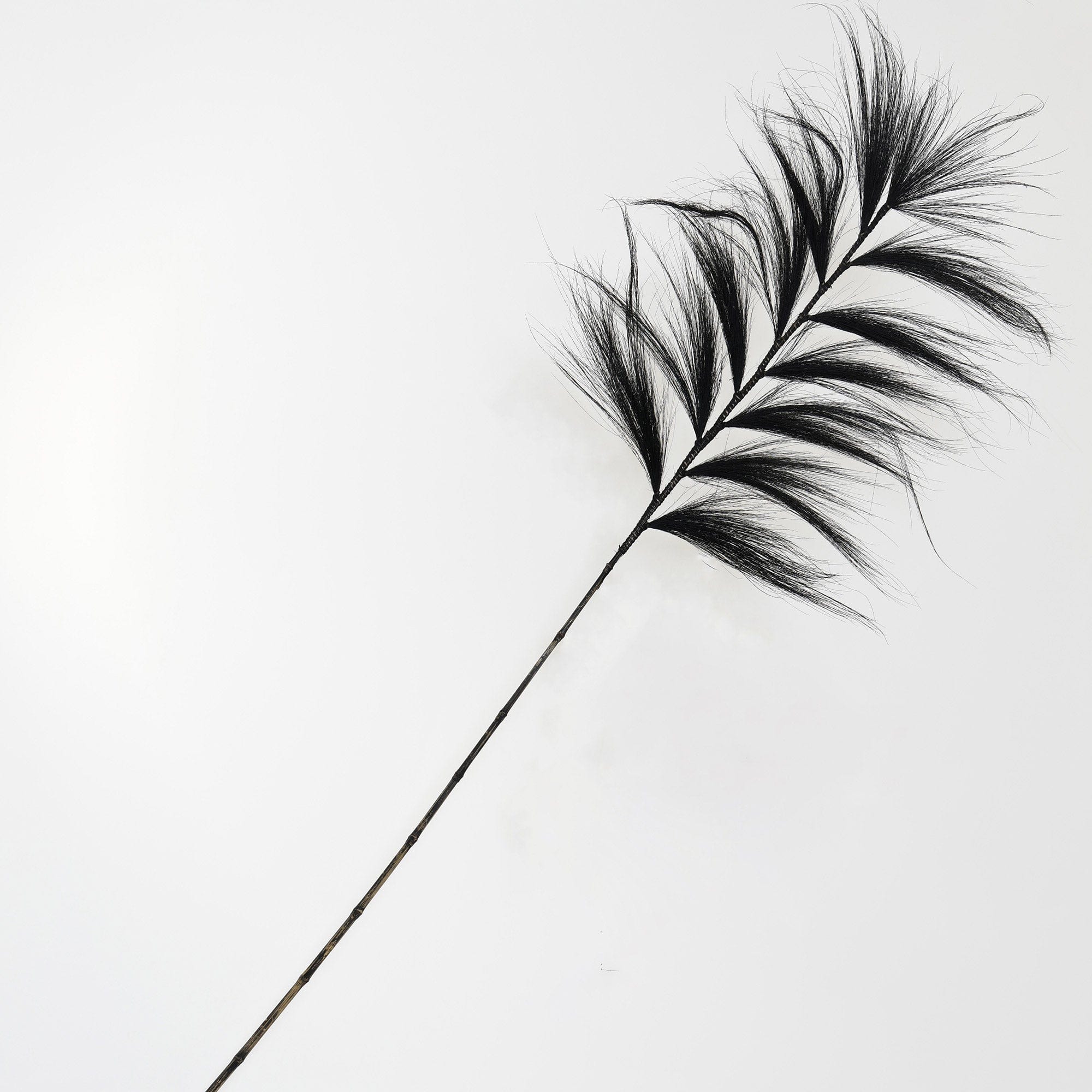 Tall Grass Cane Black