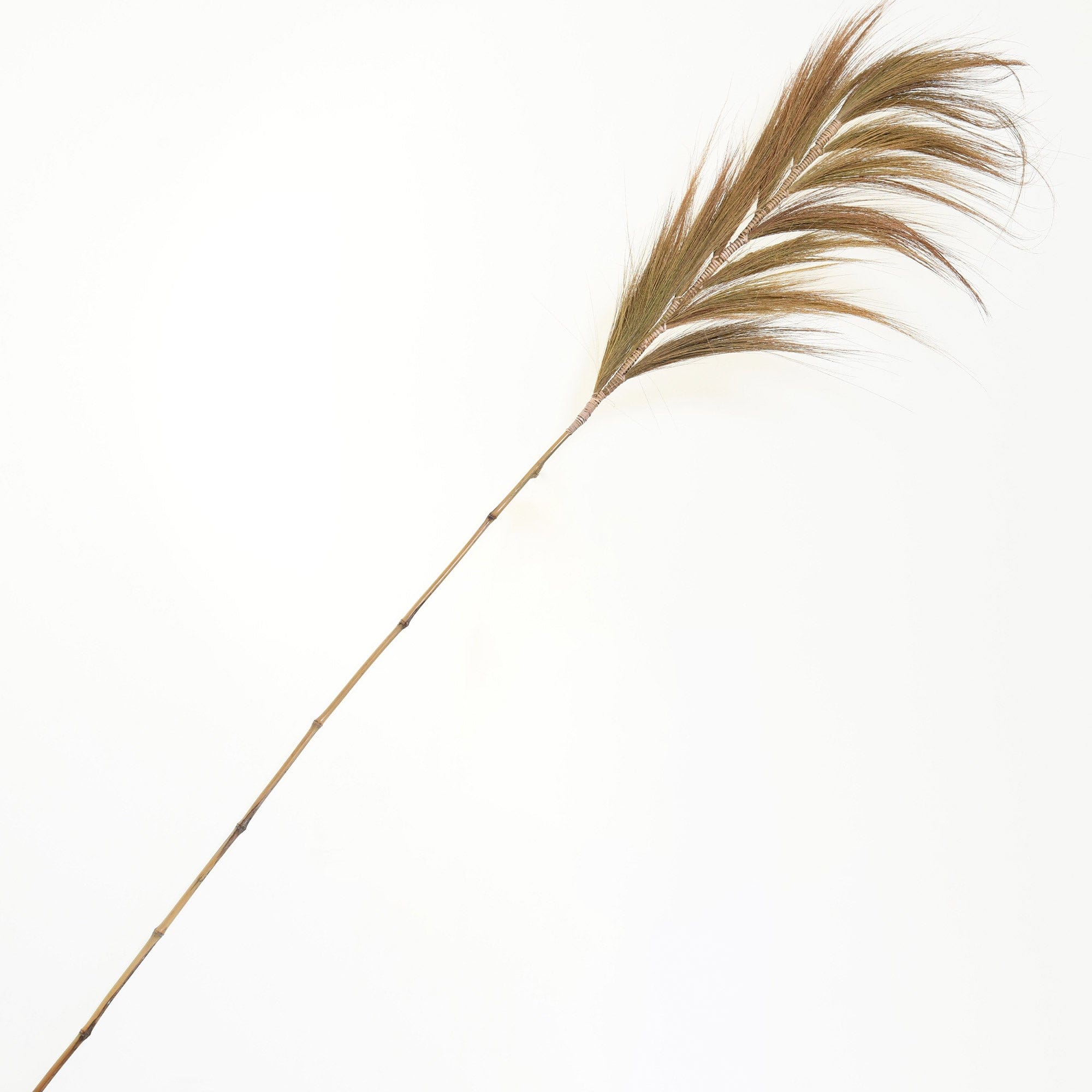 Tall Grass Cane Natural