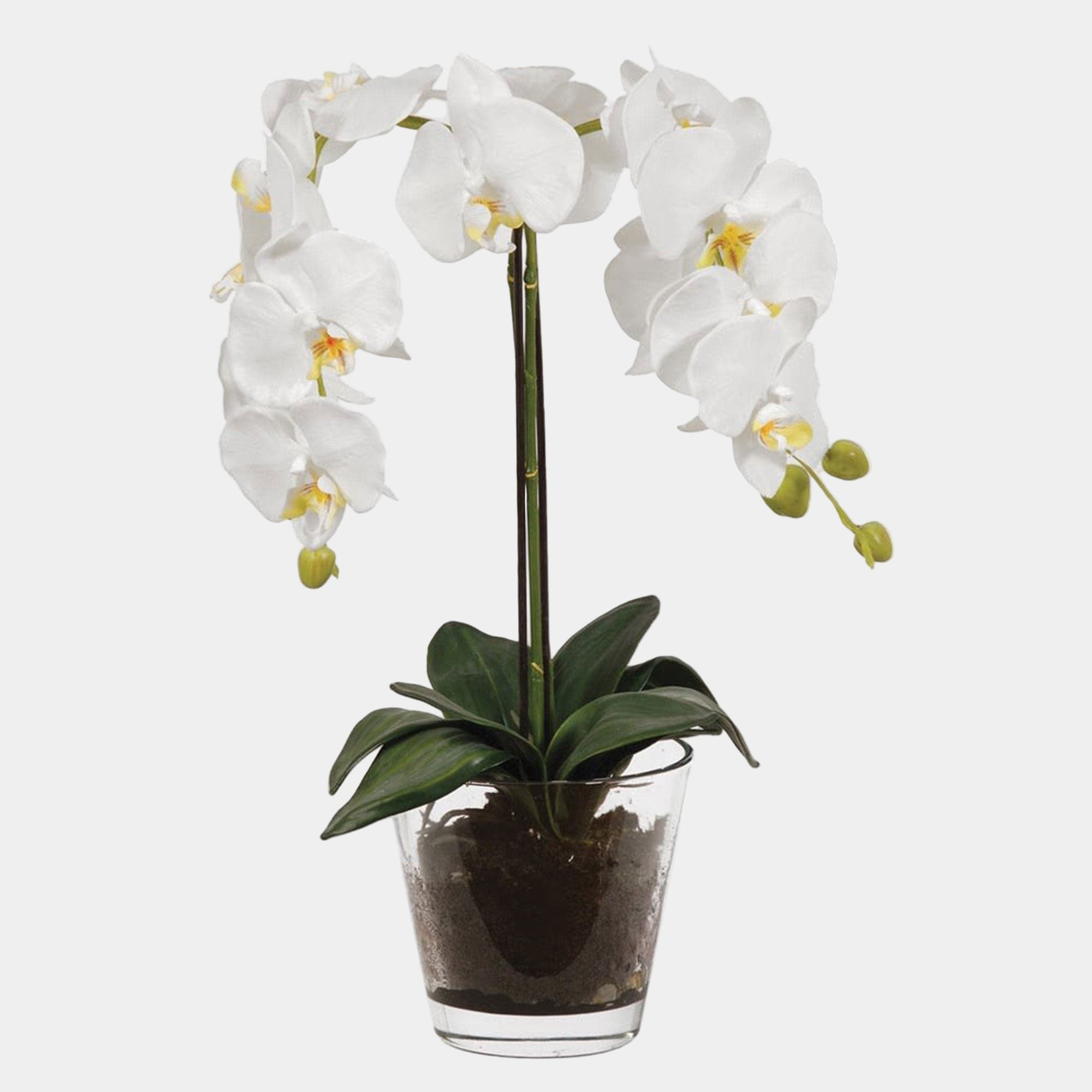 White Orchid Plant with Soil in Glass Pot