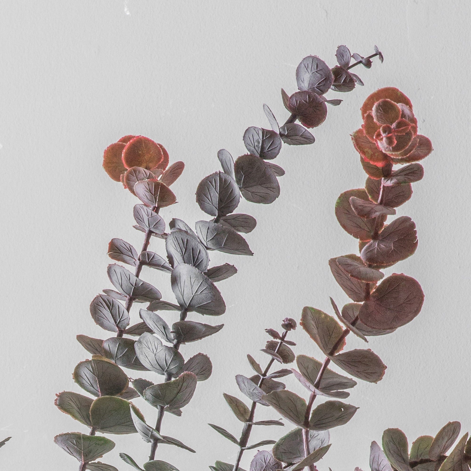 Eucalyptus Spray Dusky Damson