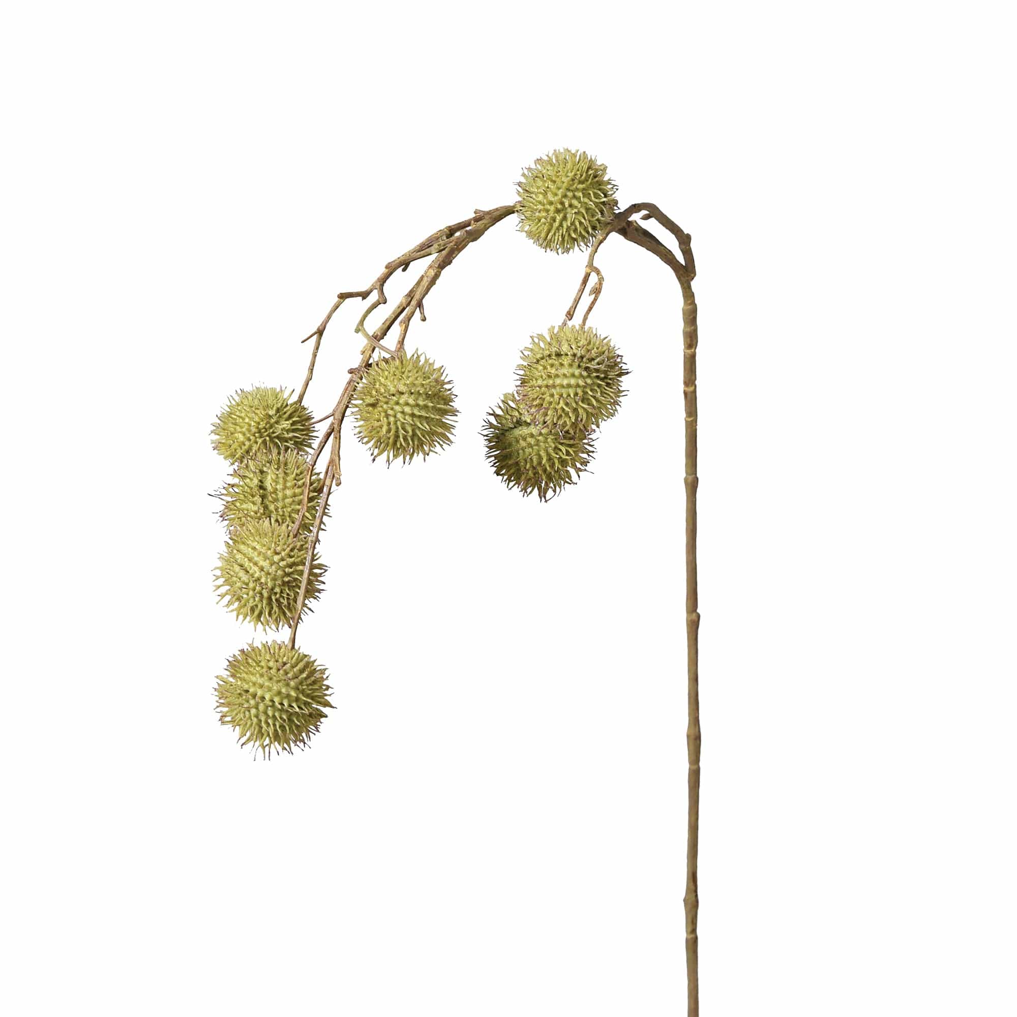 Platanus Spray Green