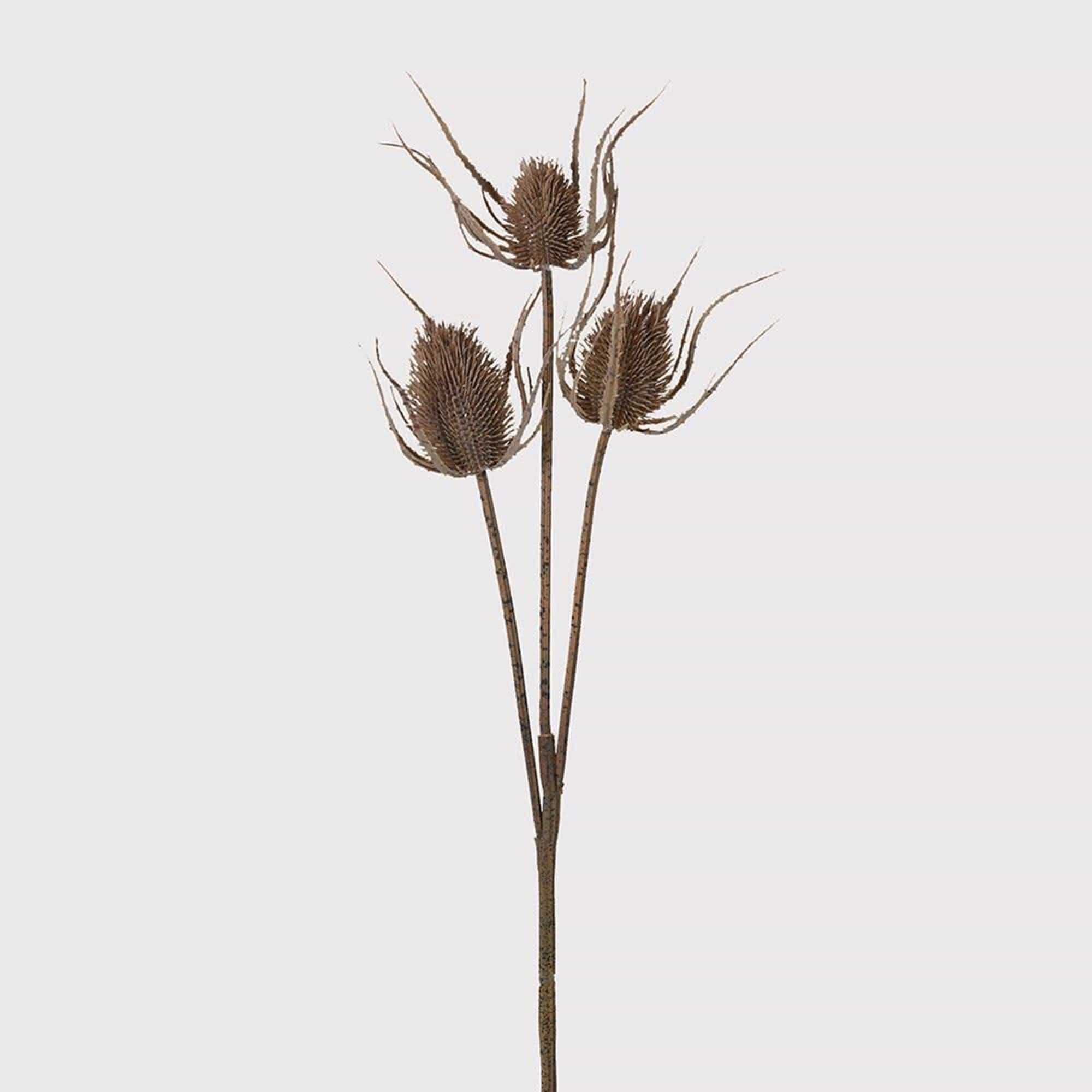 Teasel Bundle Brown