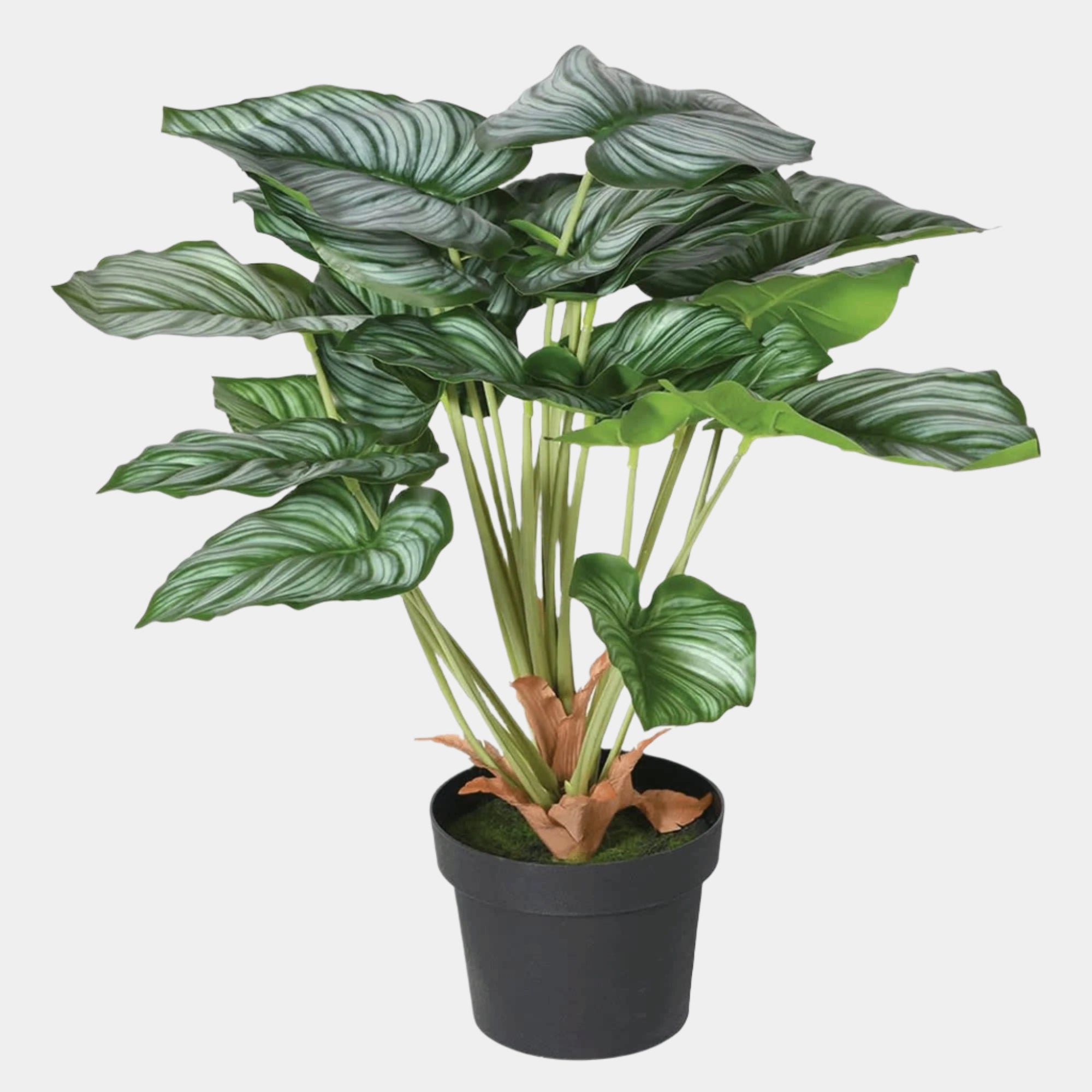 Bonsai Plant