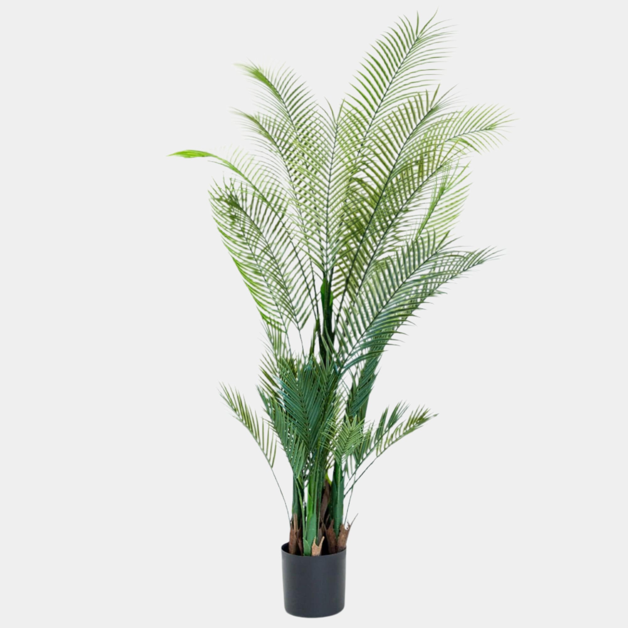 Large Palm Tree in Black Pot
