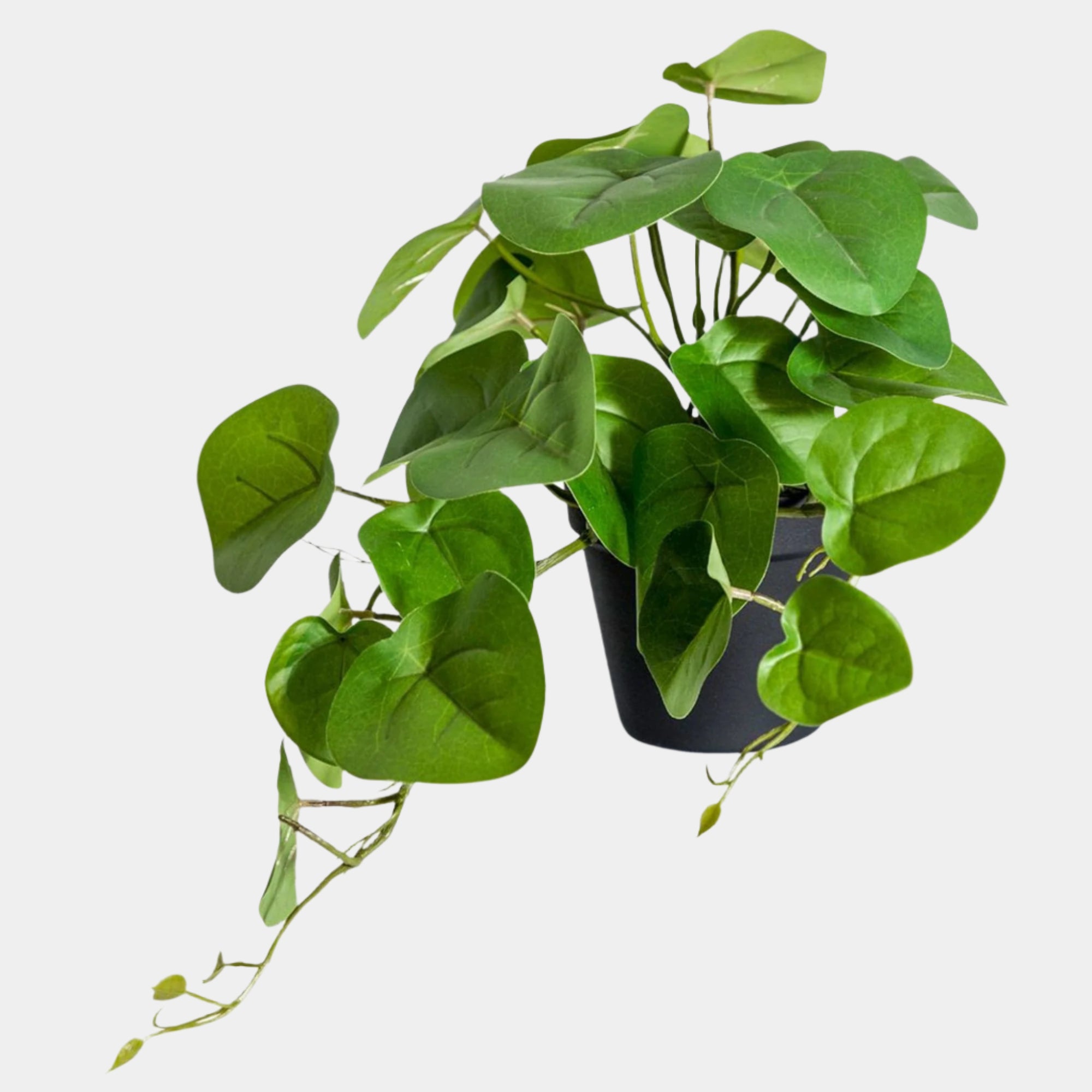 Pilea/Money Plant in Black Pot