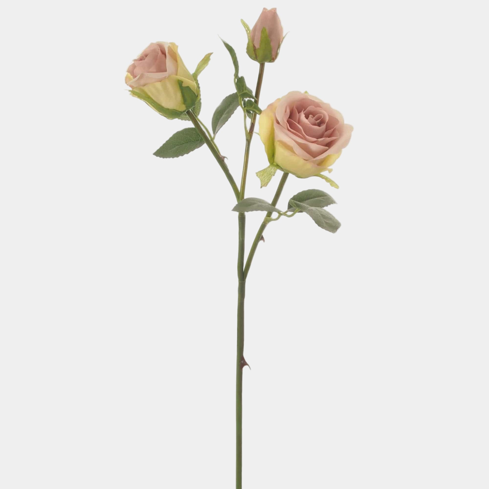 Savanna Rose Pink