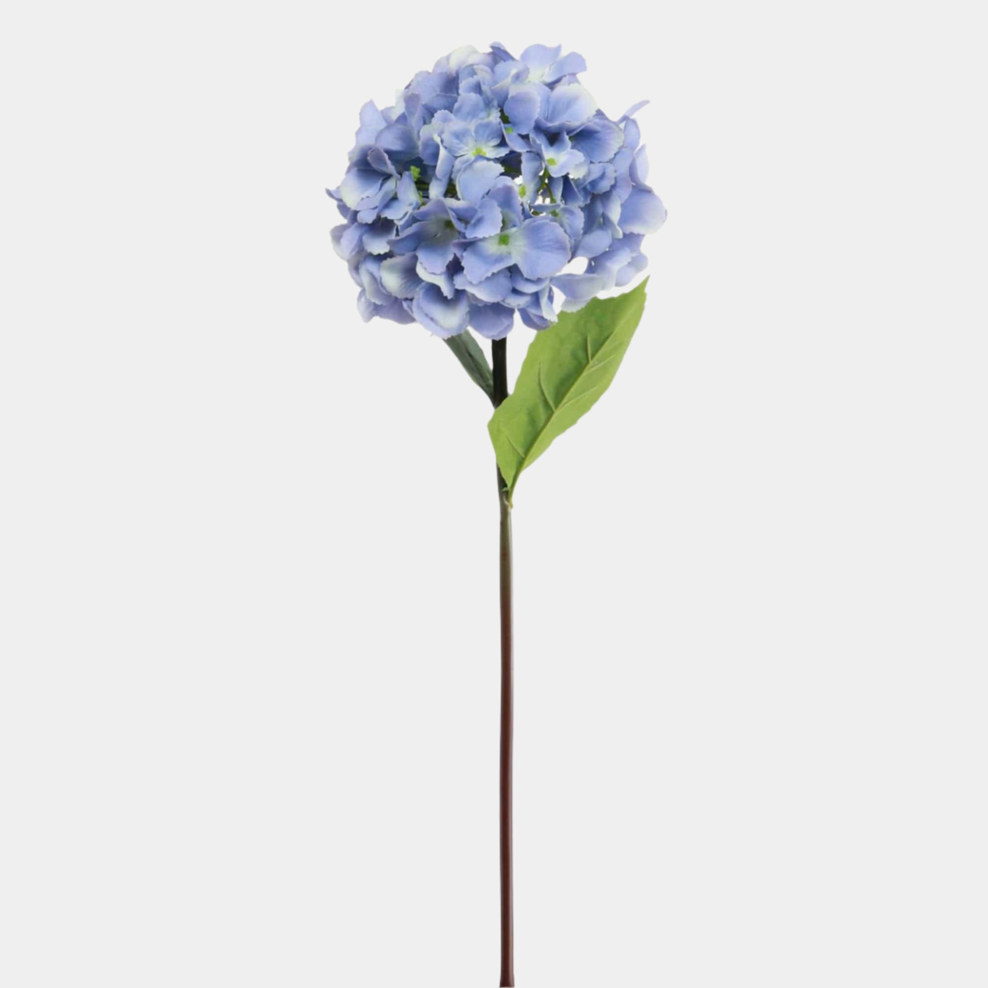 Mophead Hydrangea Blue