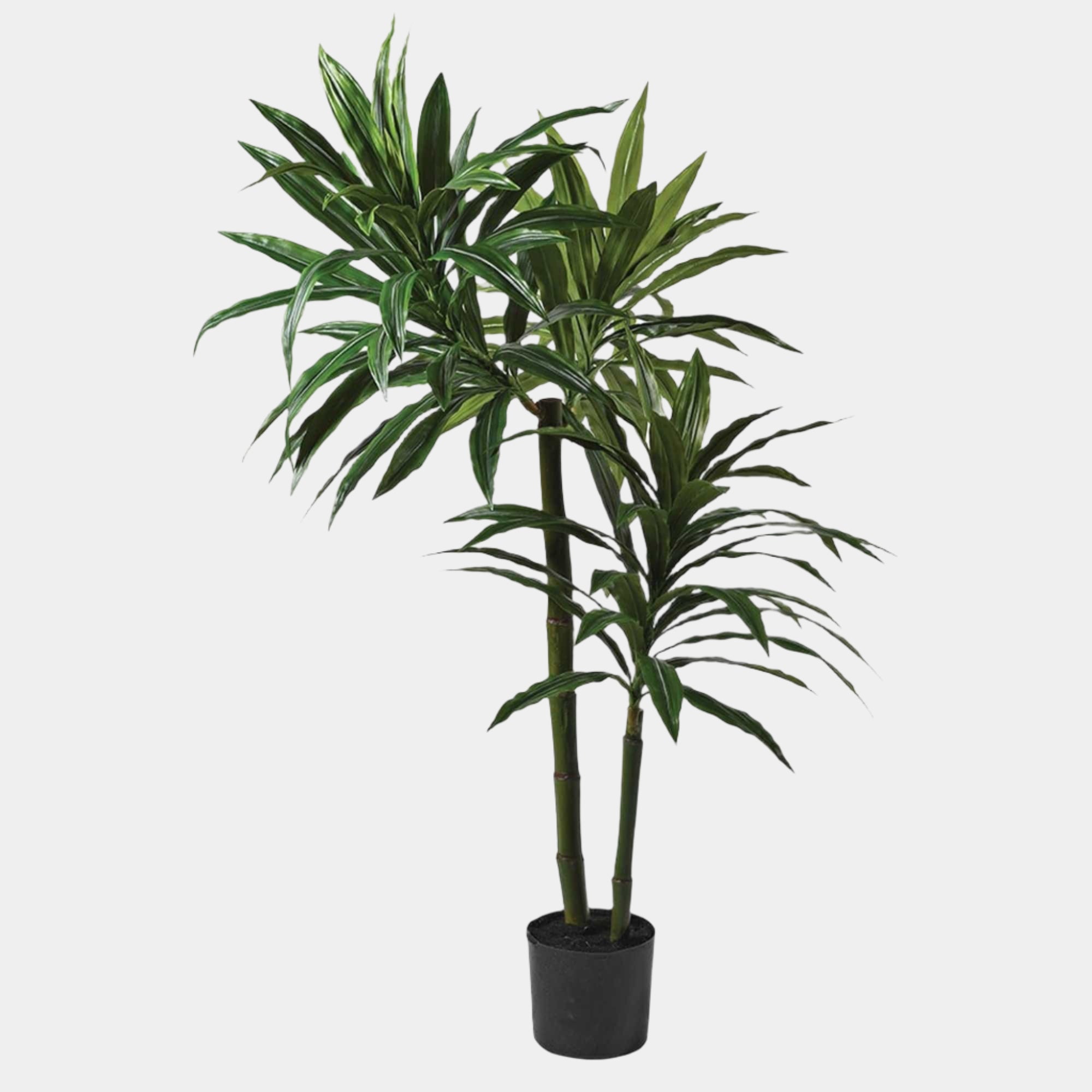 Green Dracaena Plant