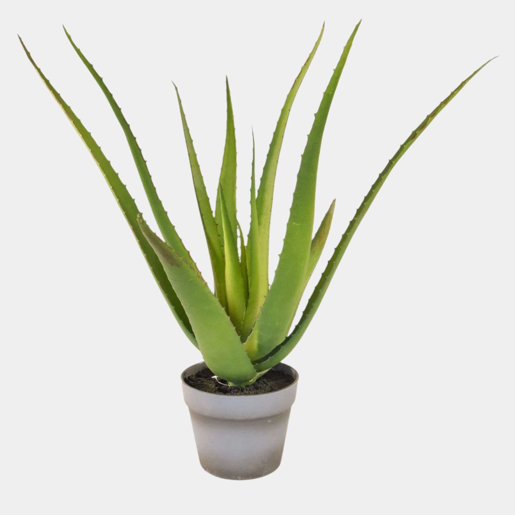 Aloe Leaves In Pot