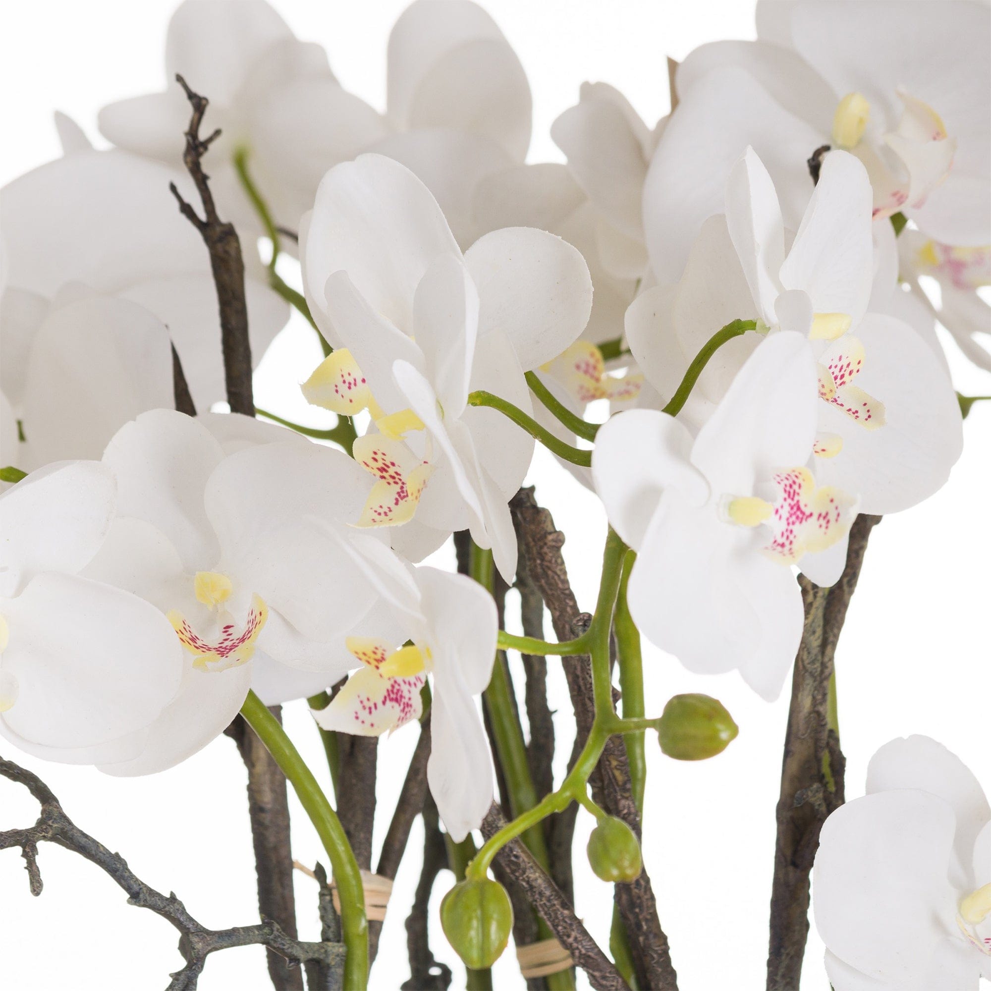 Orchid With Roots in a Stone Pot