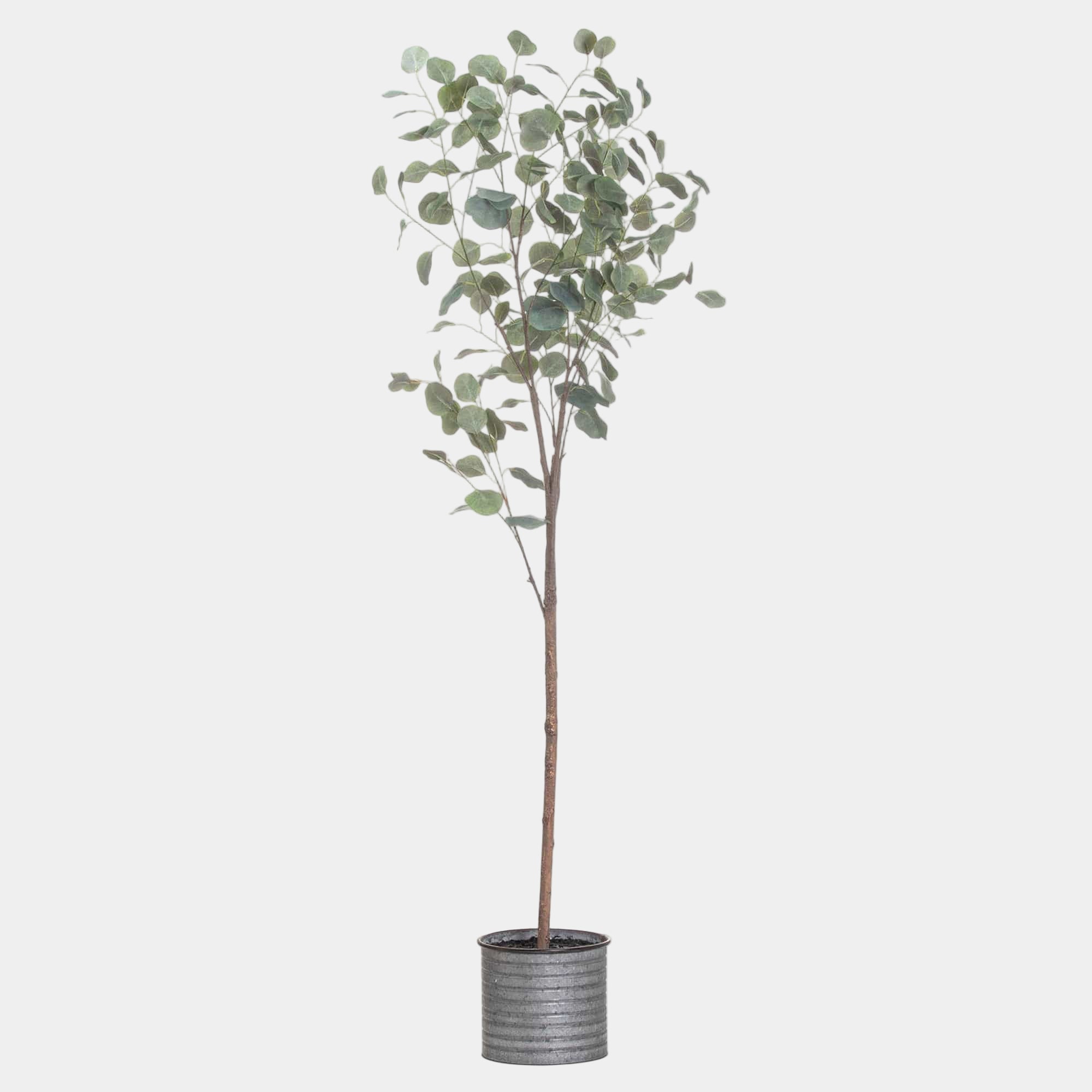 Eucalyptus Tree In Metallic Pot