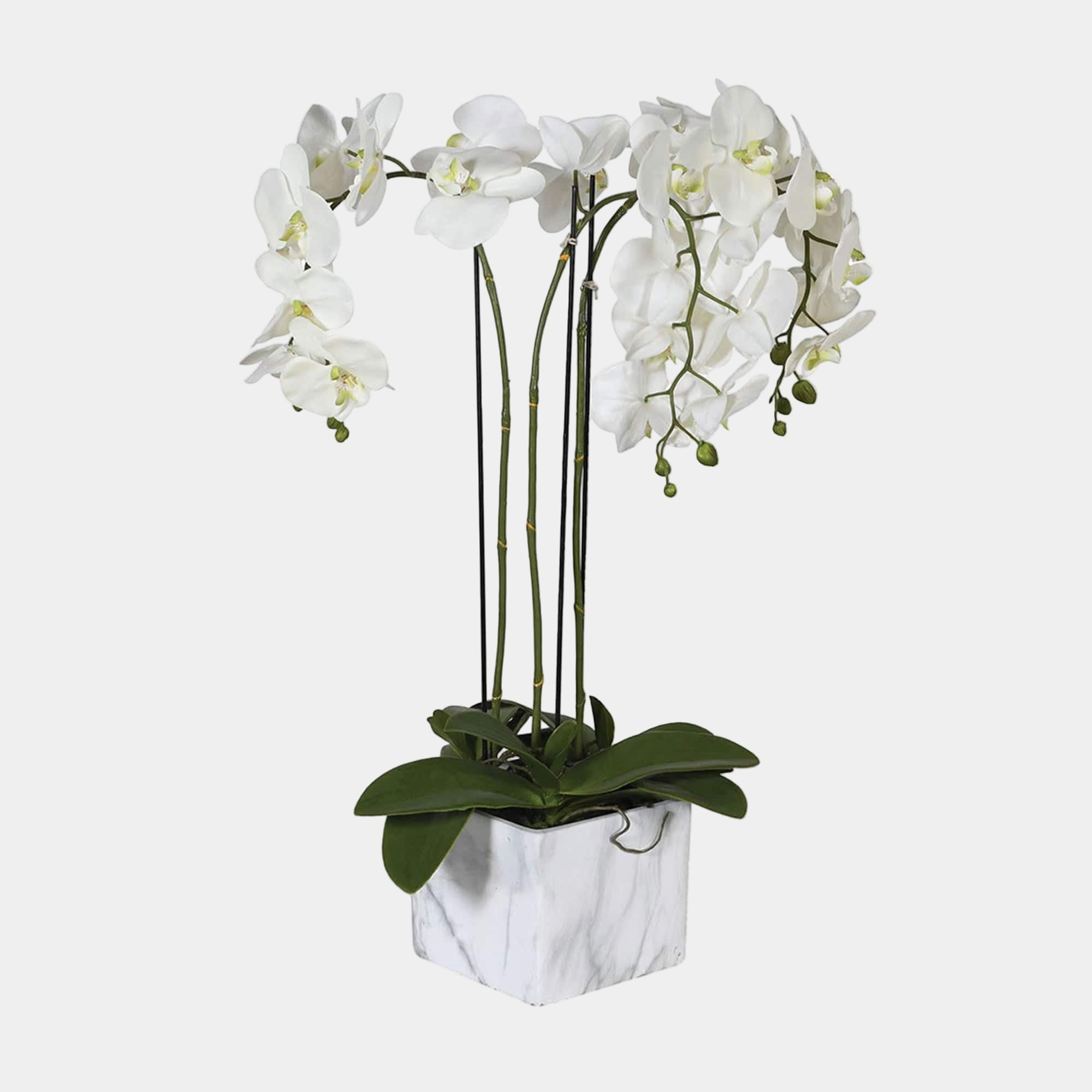 Yara - Orchid In Marbled Pot