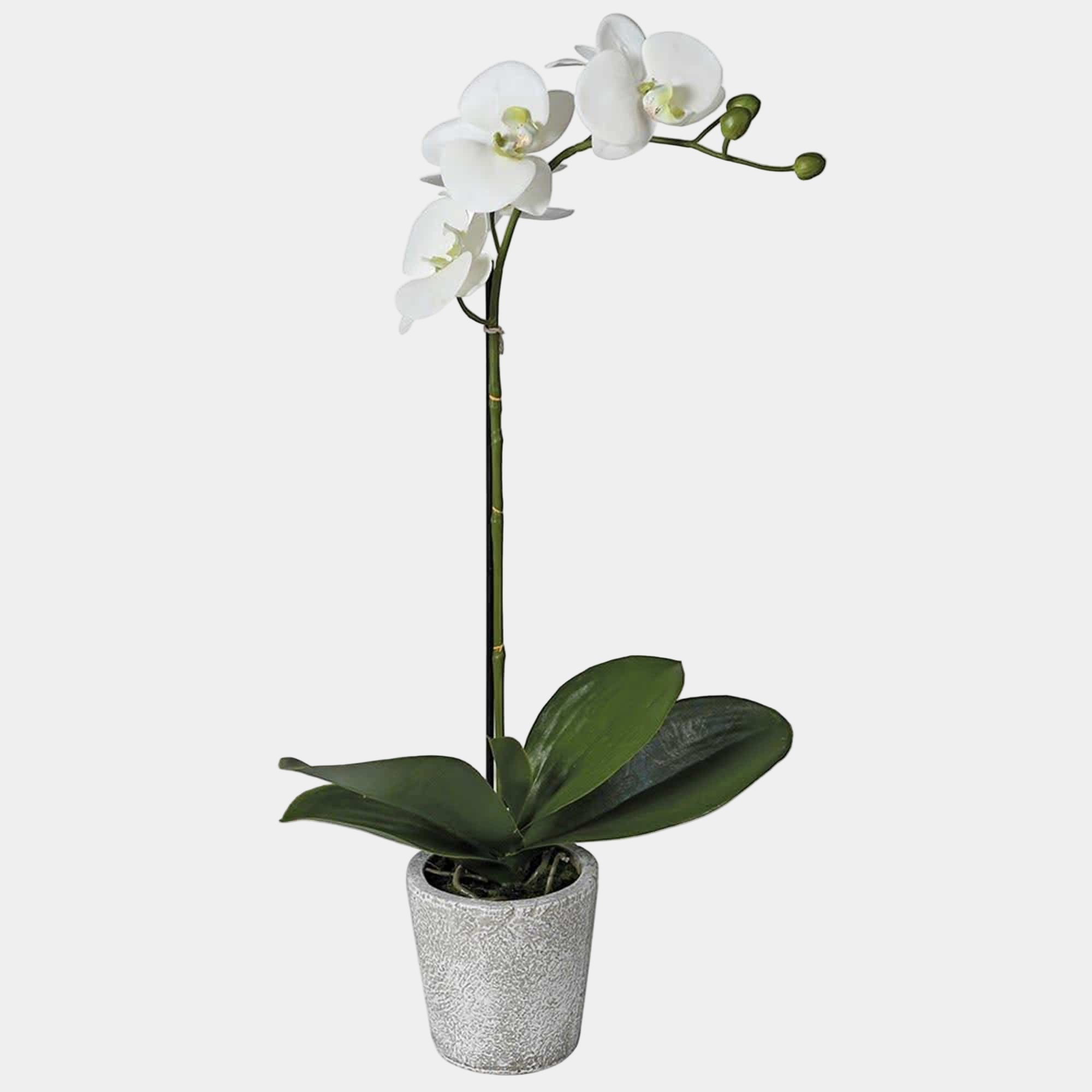 Single White Orchid Phalaenopsis in Pot (FR)