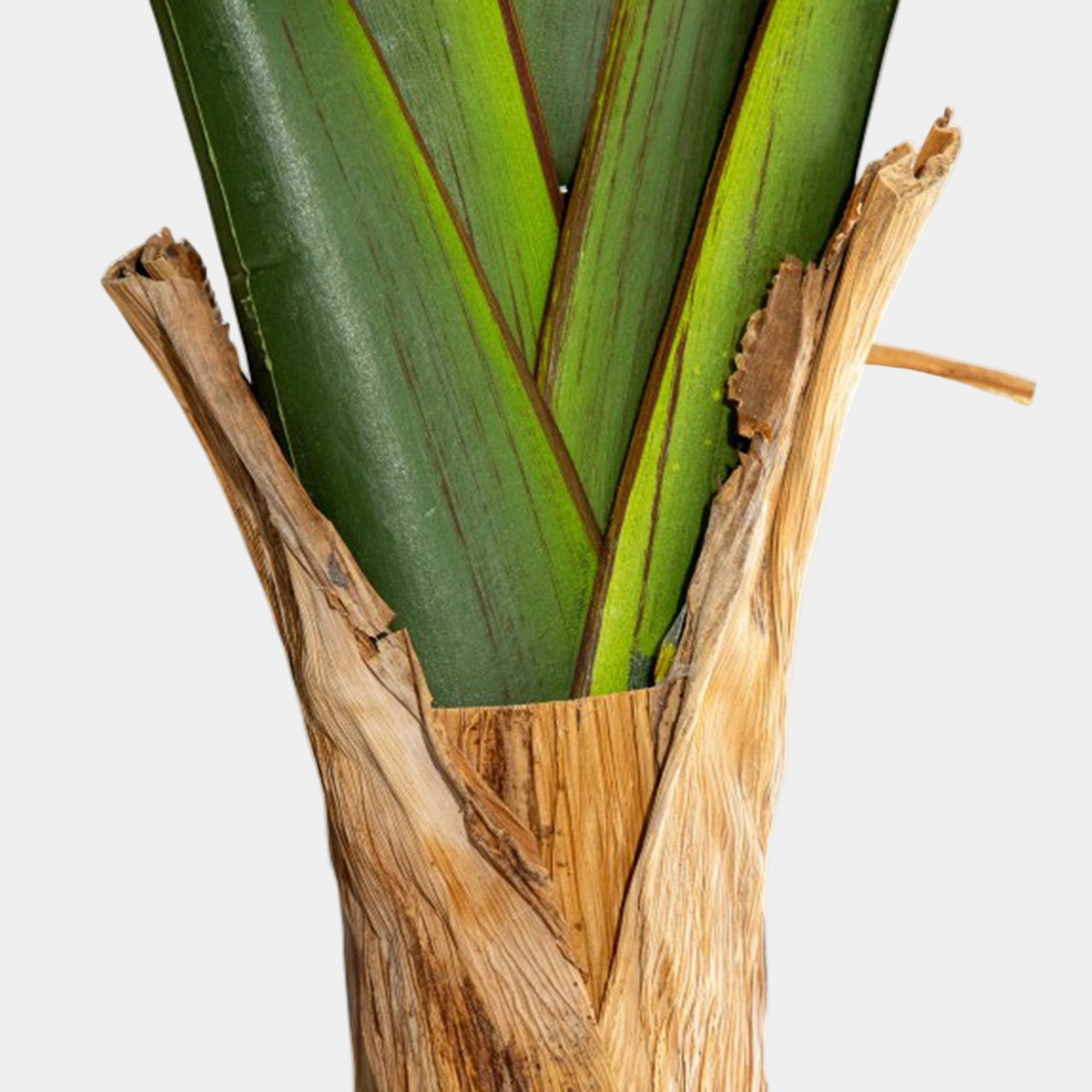 Strella - Extra Large Strelitzia Tree