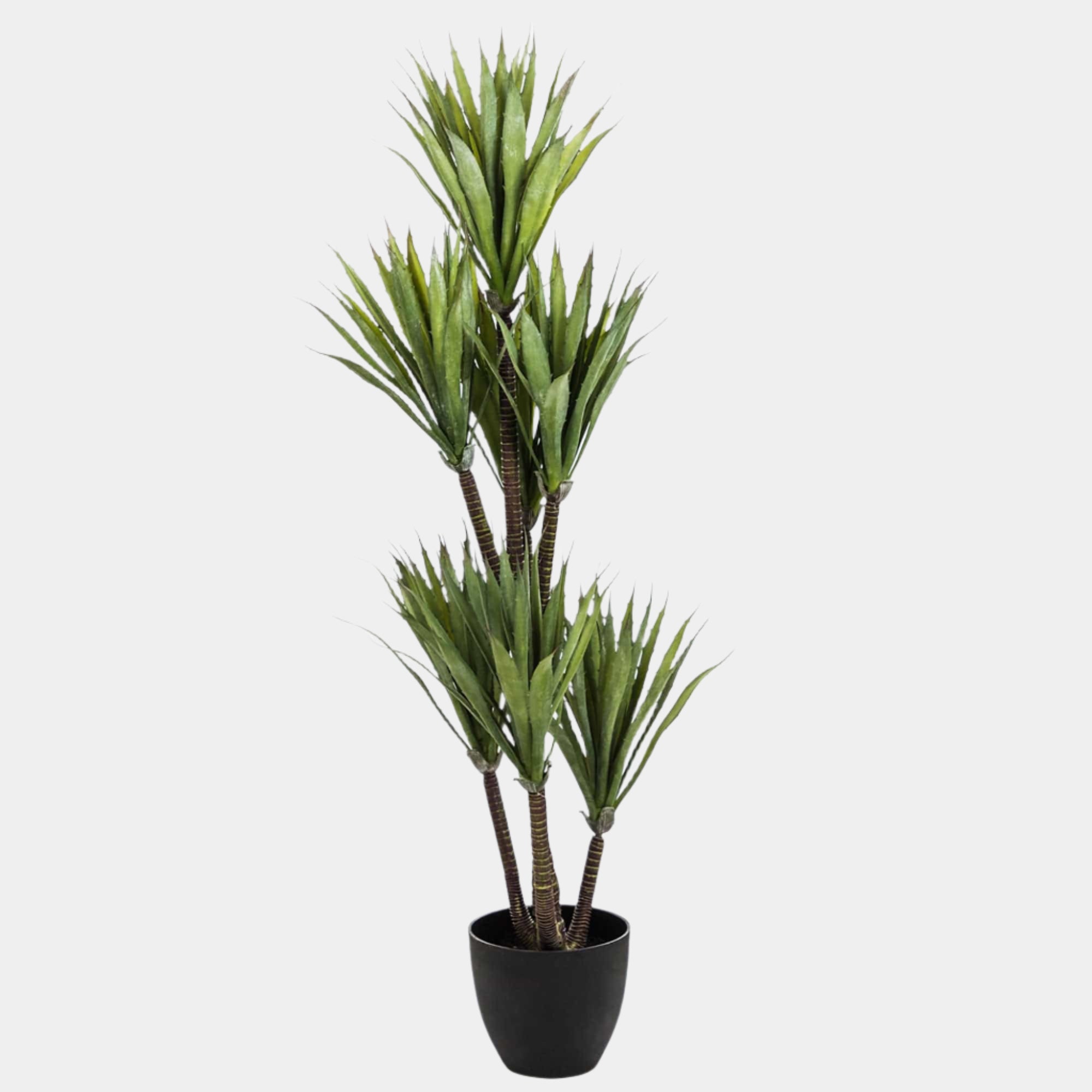Anguilla - Yucca Tree in Pot