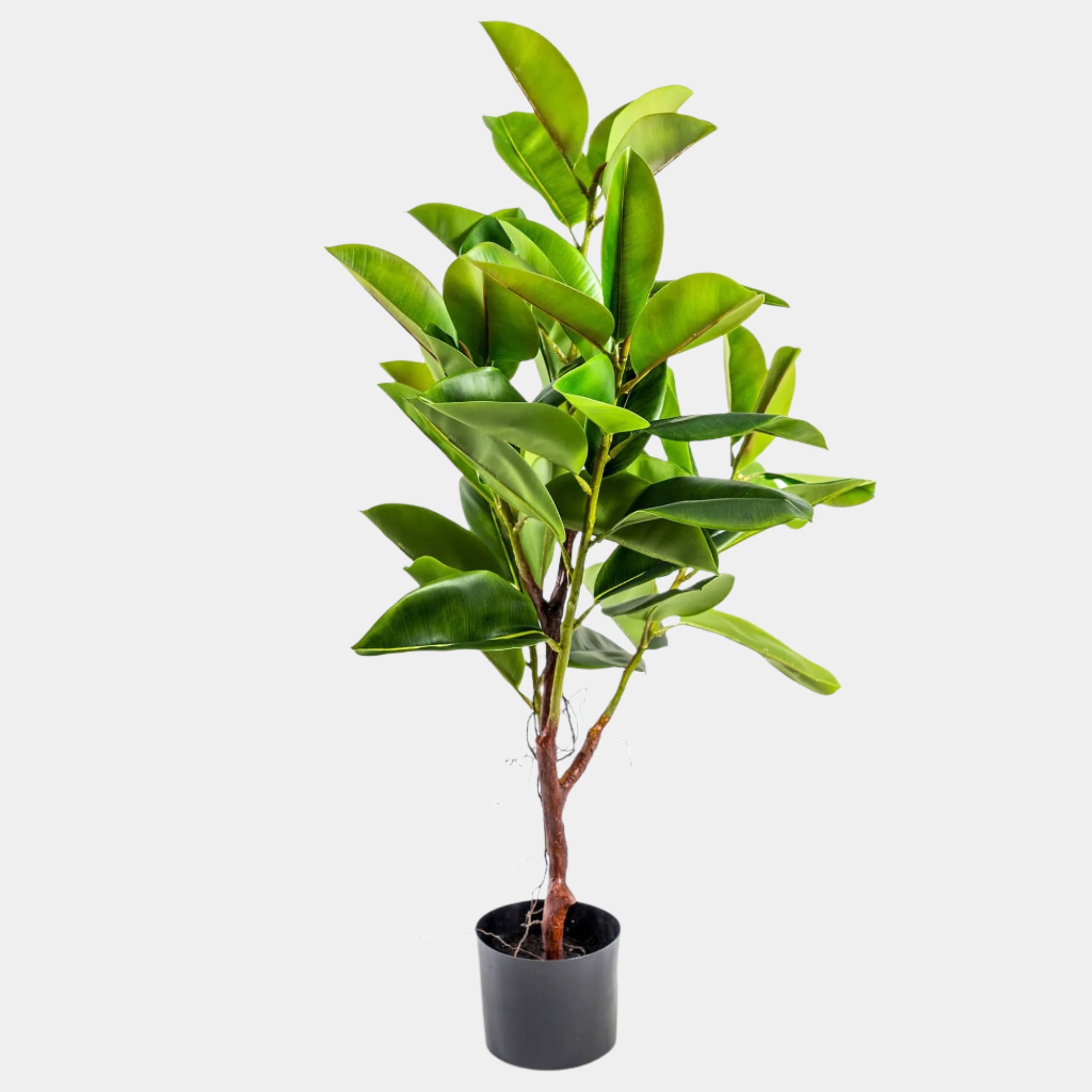 Cooper - Large Rubber Plant
