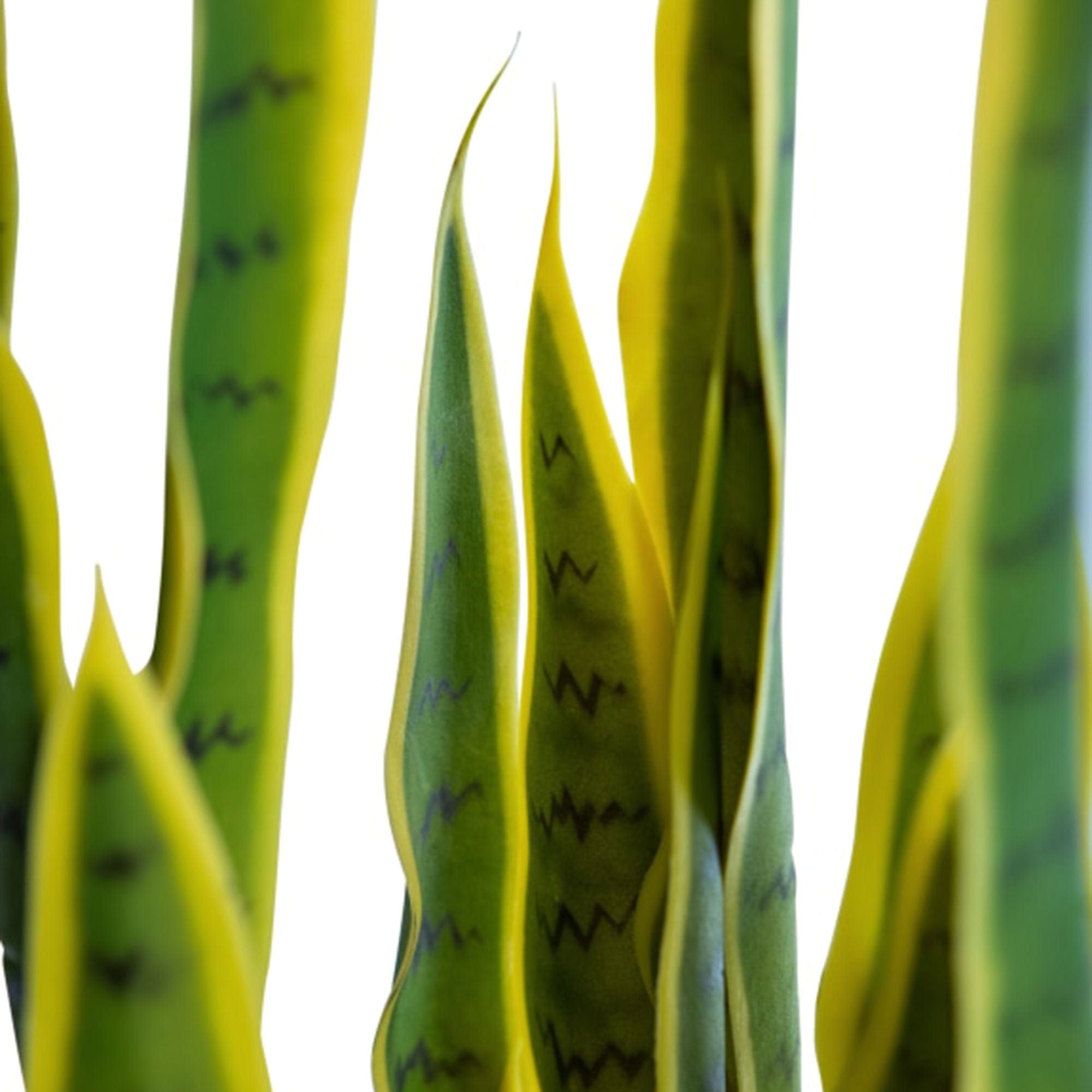 San Pablo - Potted Snake Plant