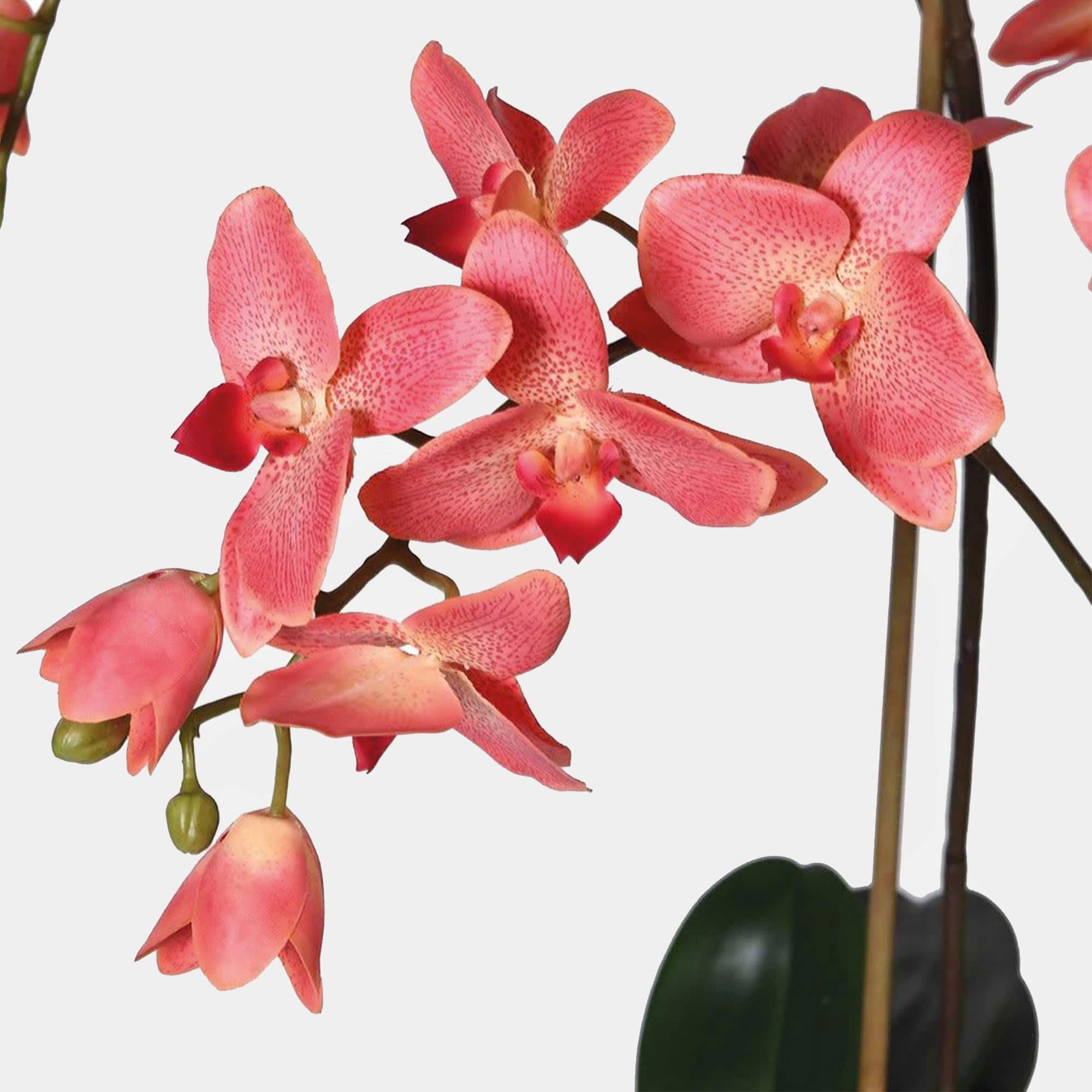 Artificial Plant - Pink Phalaenopsis Orchid & Glass Pot