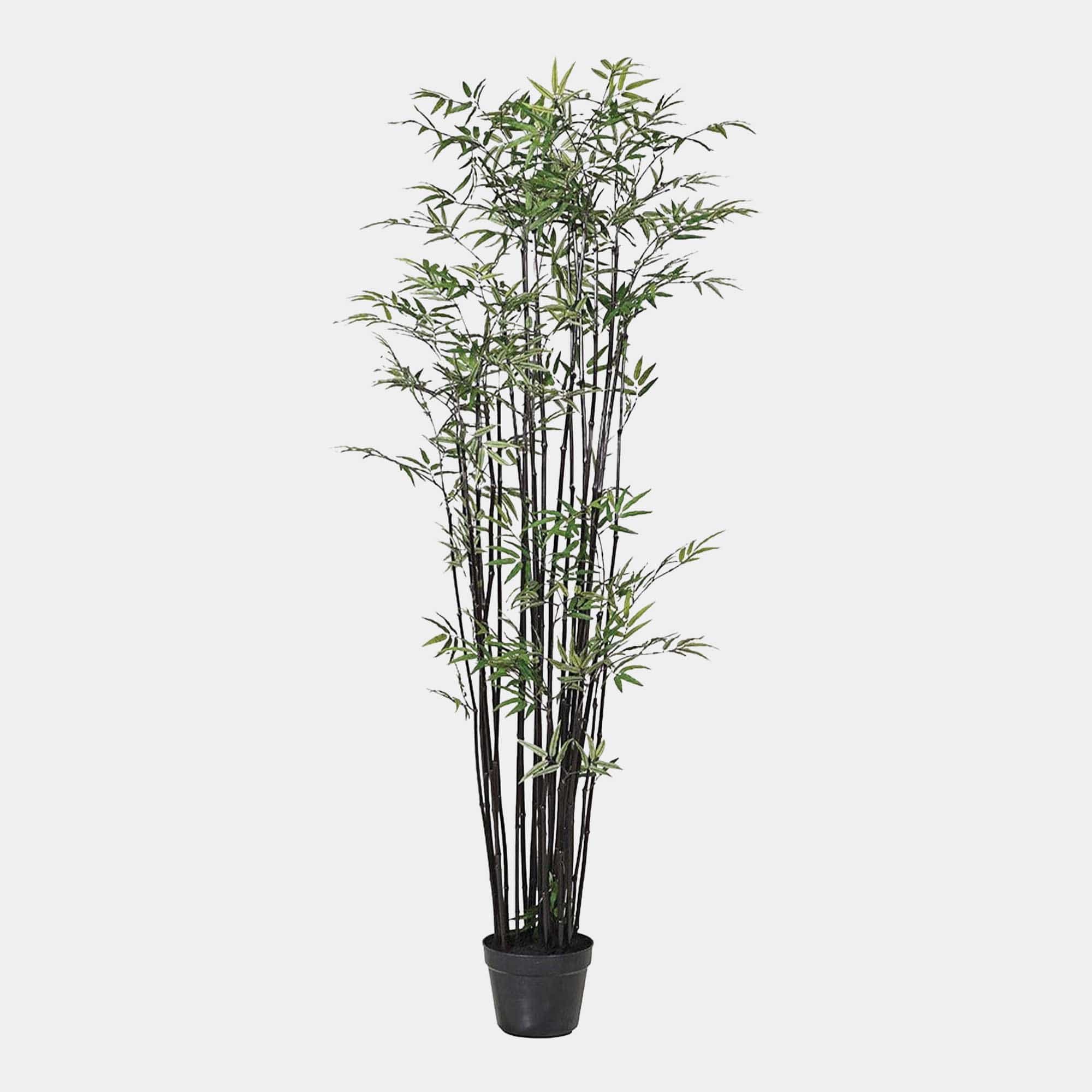 Bamboo Tree - Black Pot