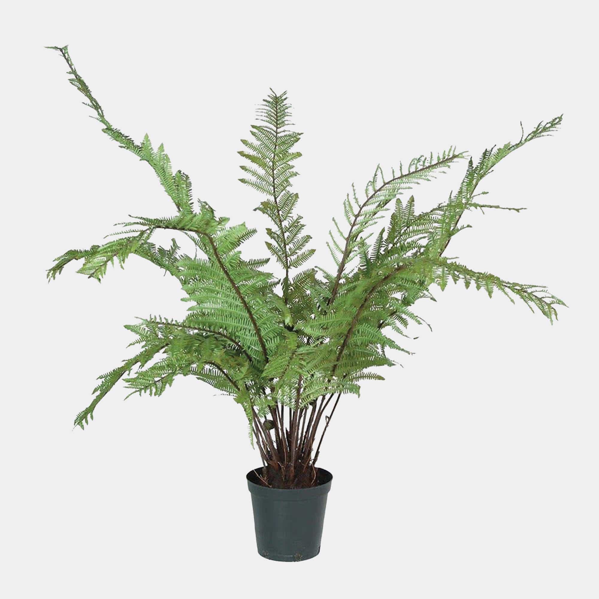 Artificial Plant - Potted Tree Fern