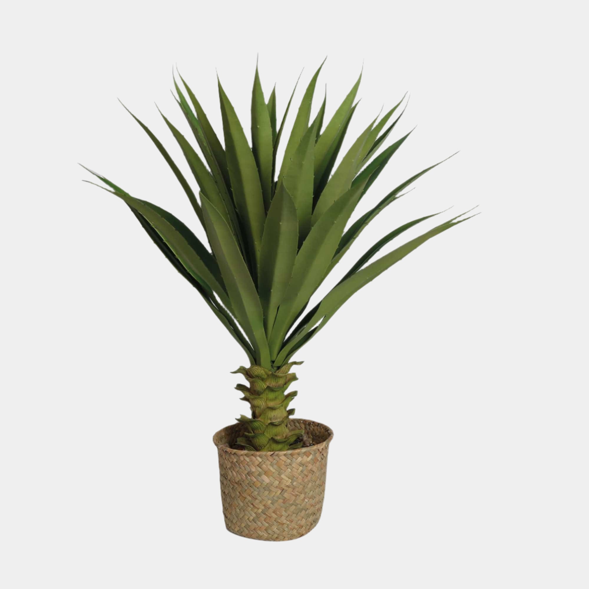 Succulent - Basket Potted Plant