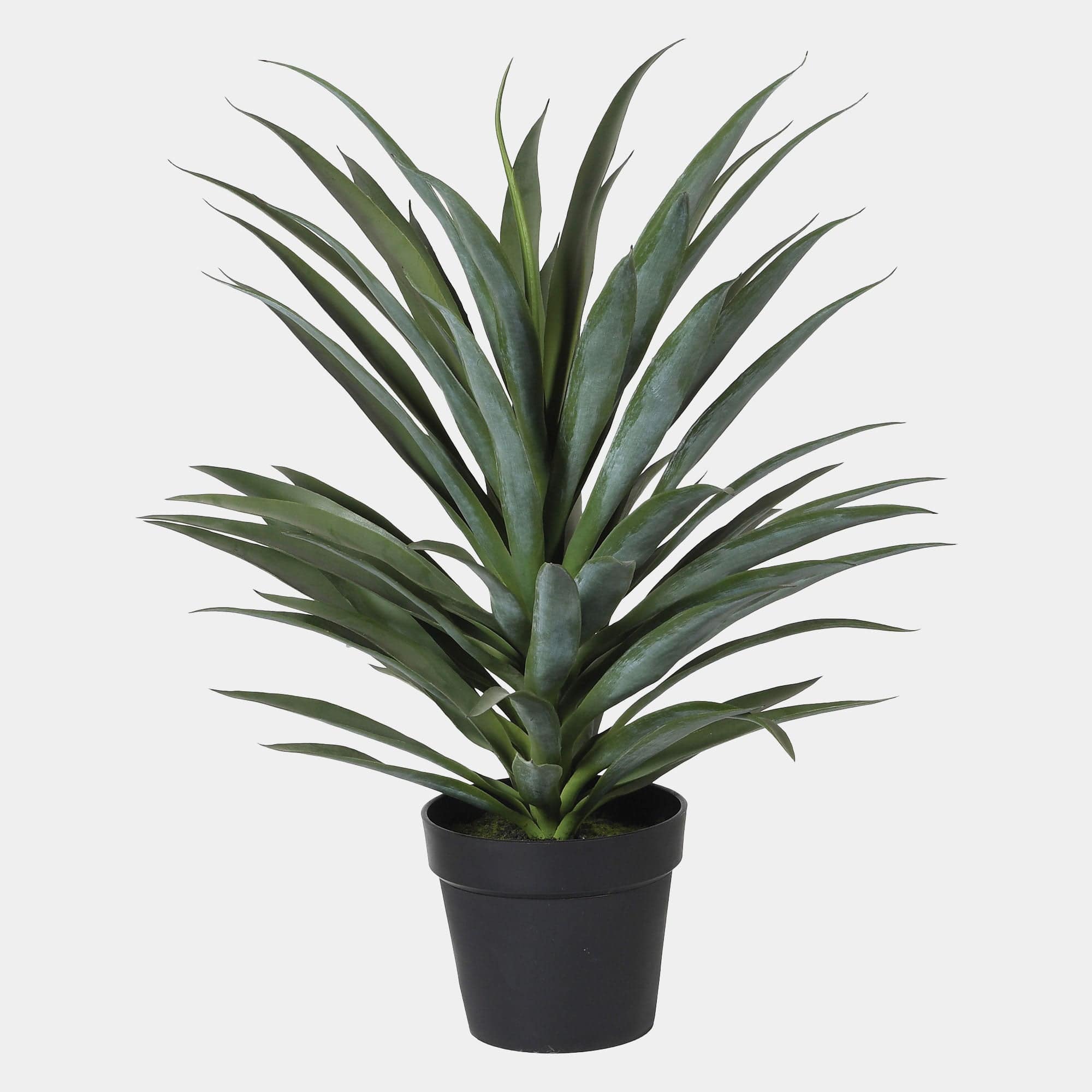 Yucca - Plant In Pot