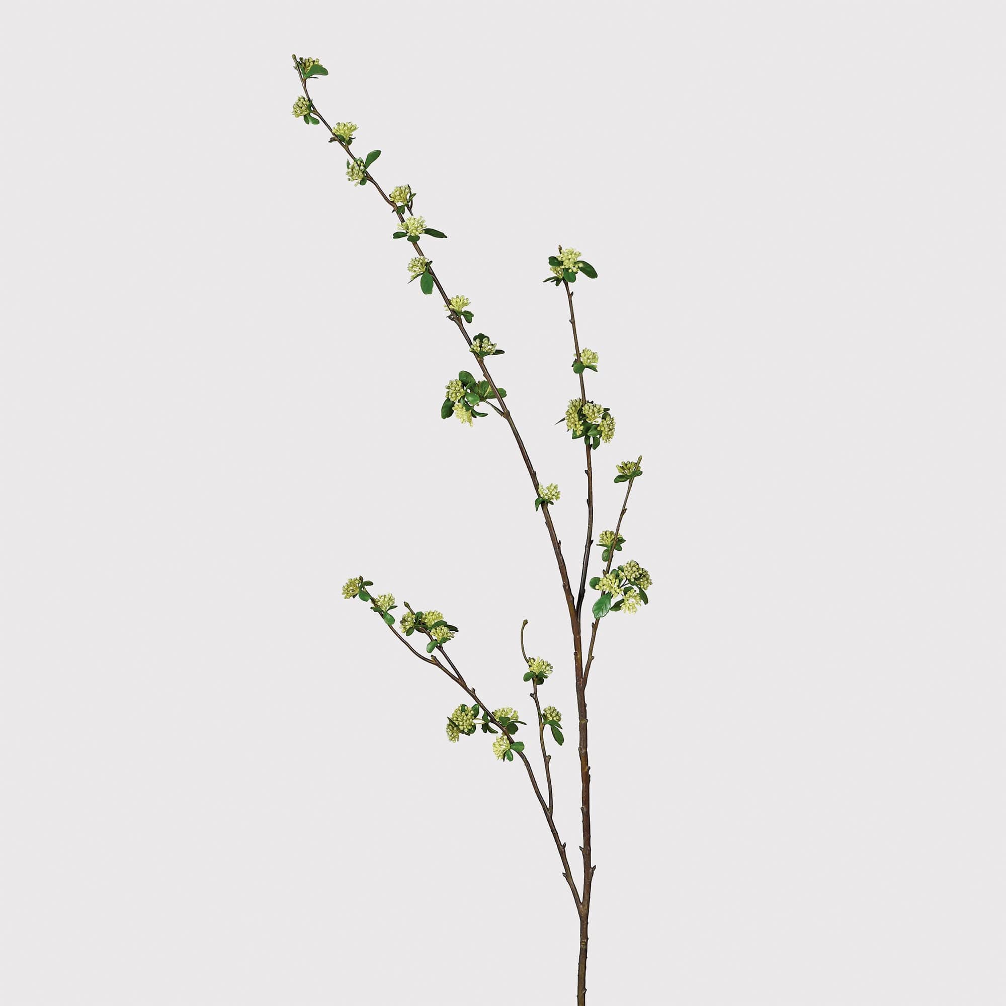 Skimmia - Stem