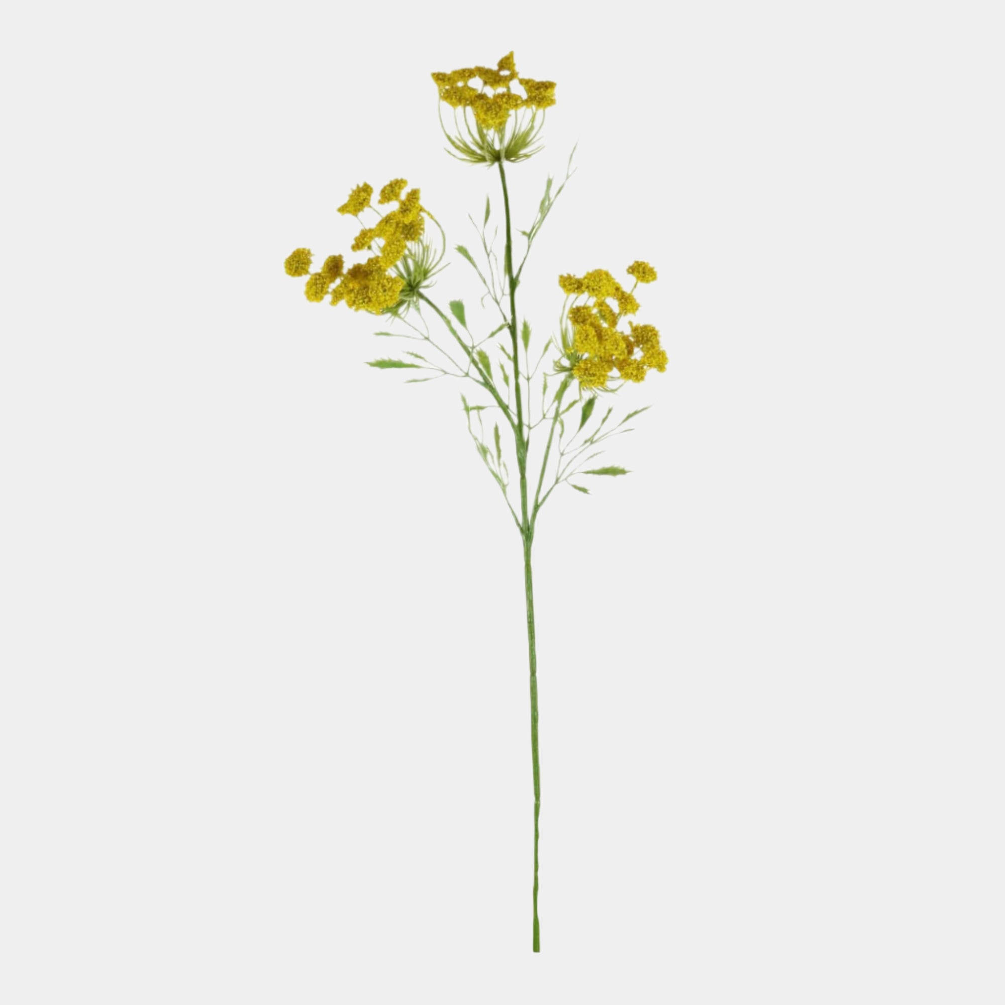 Yellow Cow Parsley - Stem