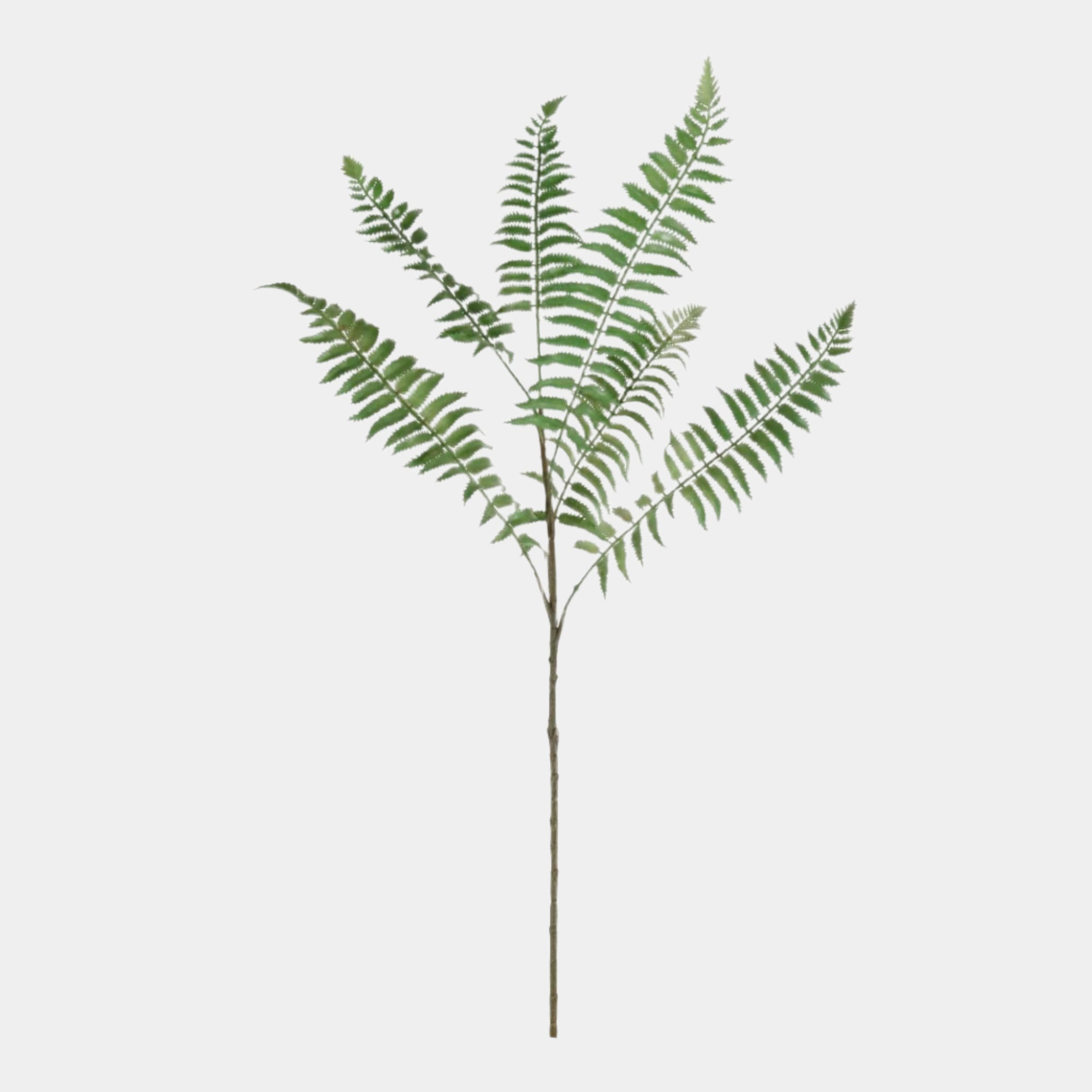 Ostrich - Fern Spray
