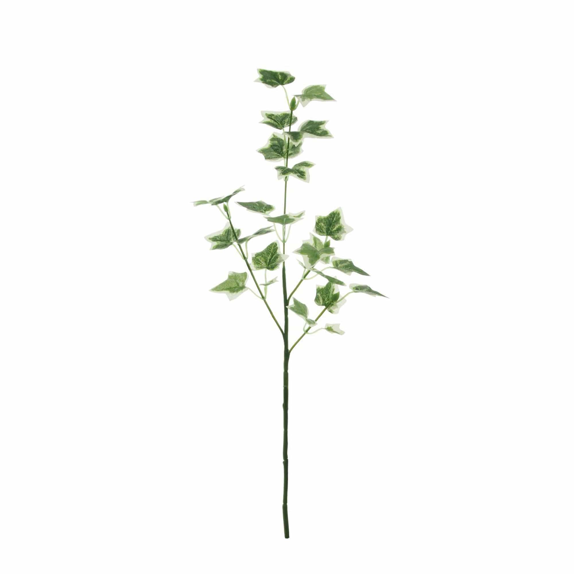 Ivy Spray
