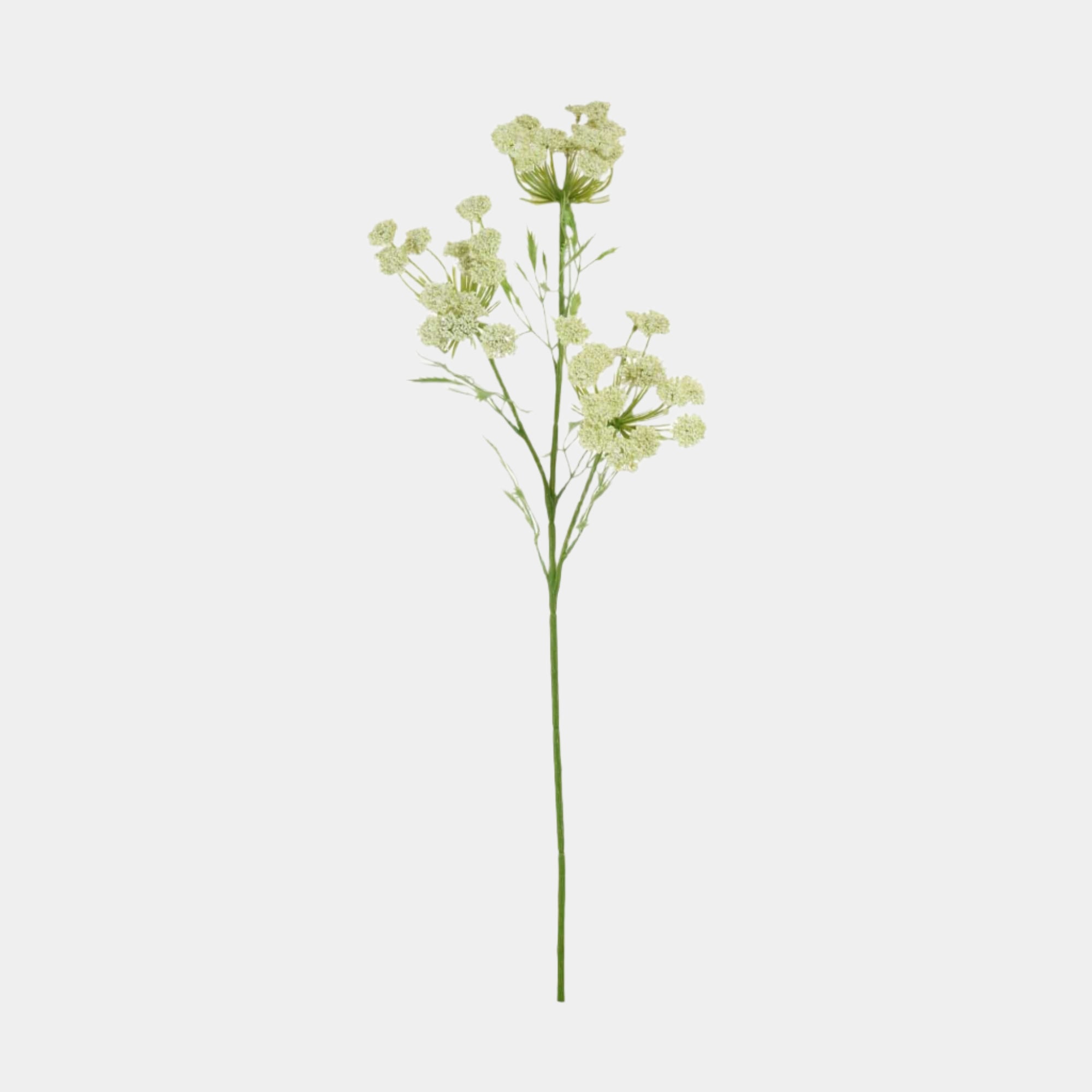 Cow Parsley Stem - Green