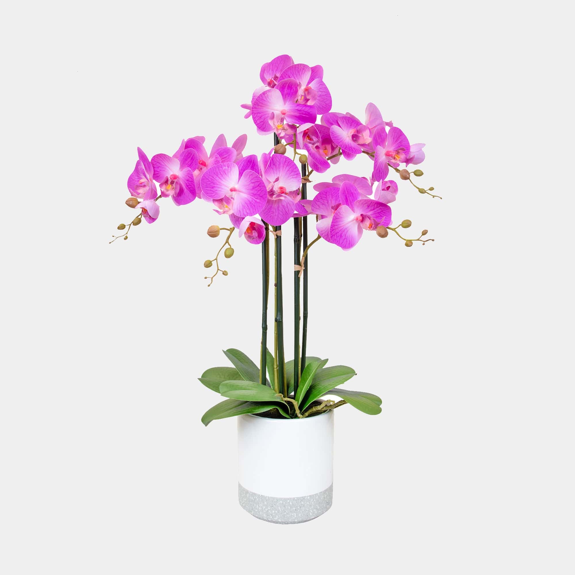 Phalaenopsis Pink Orchid - Arrangement In Ceramic Pot