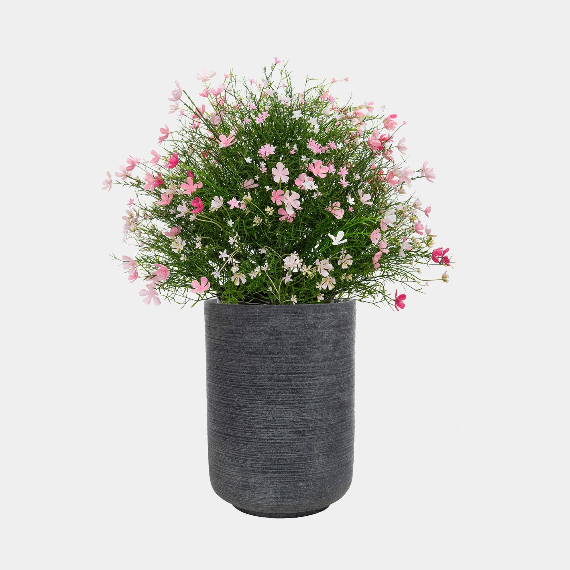 Baby's Breath Mix - With Grey Pot