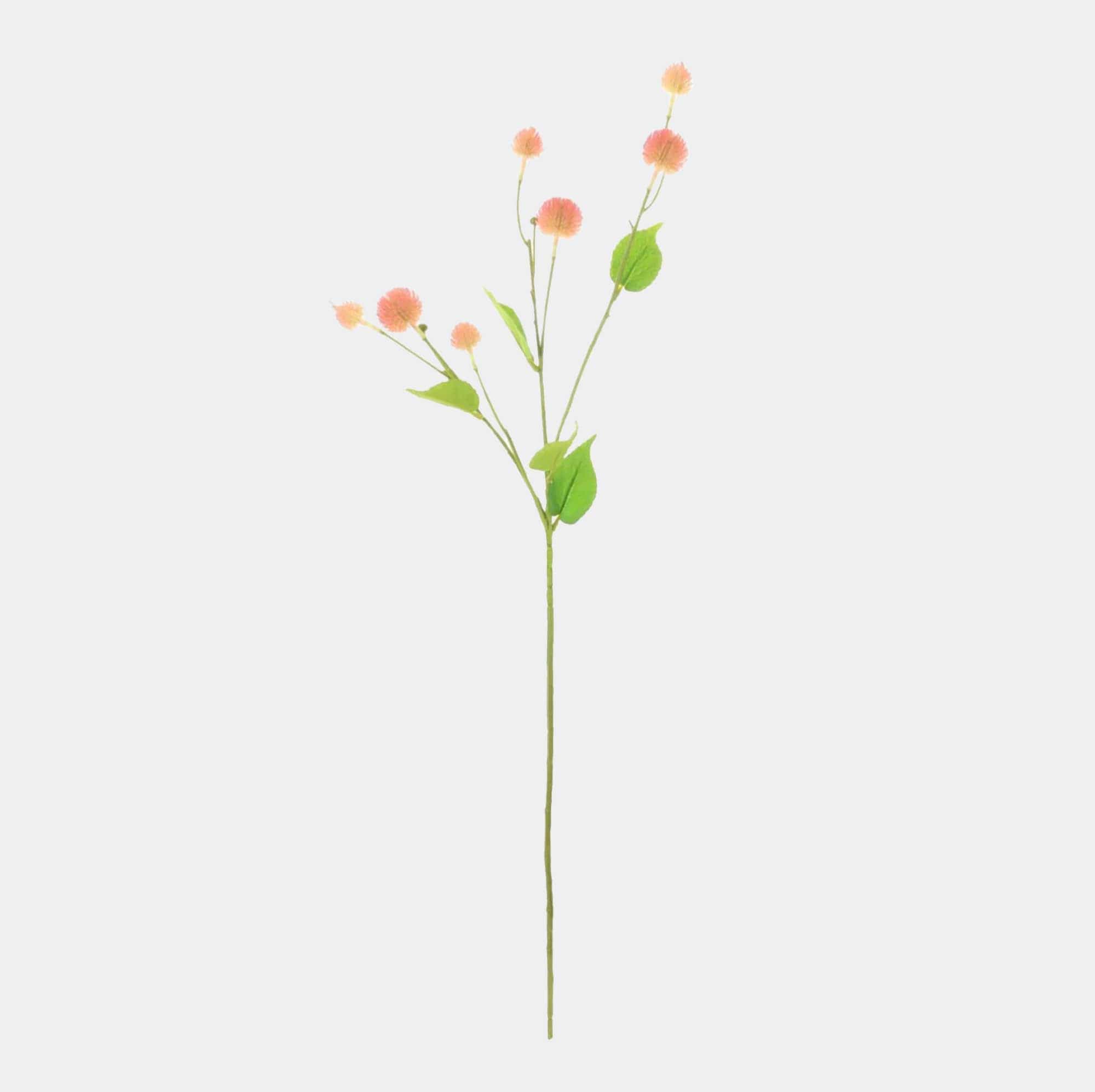 Globe Thistle - Blush Pink Stem