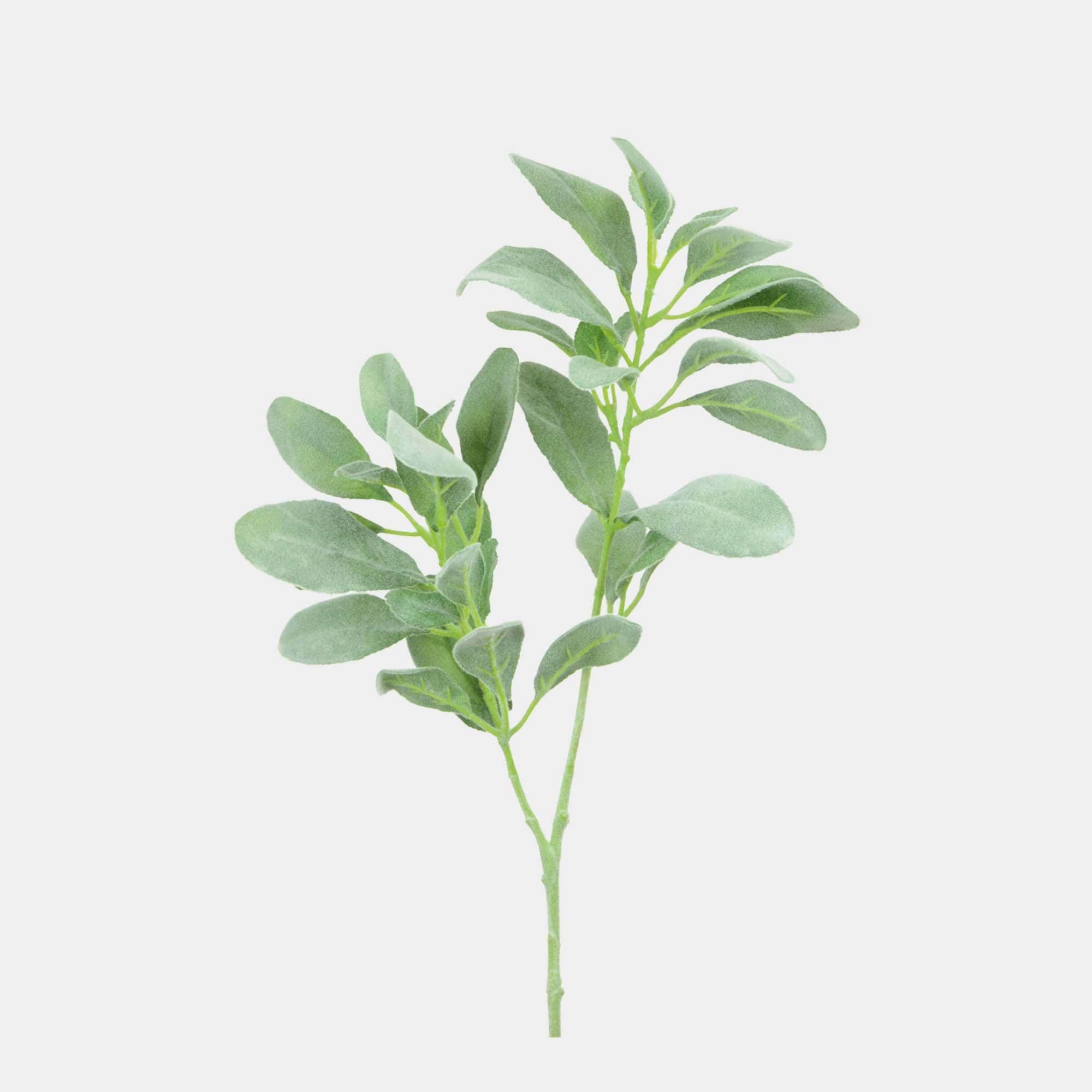 Lambs Ear - Grey Green Spray