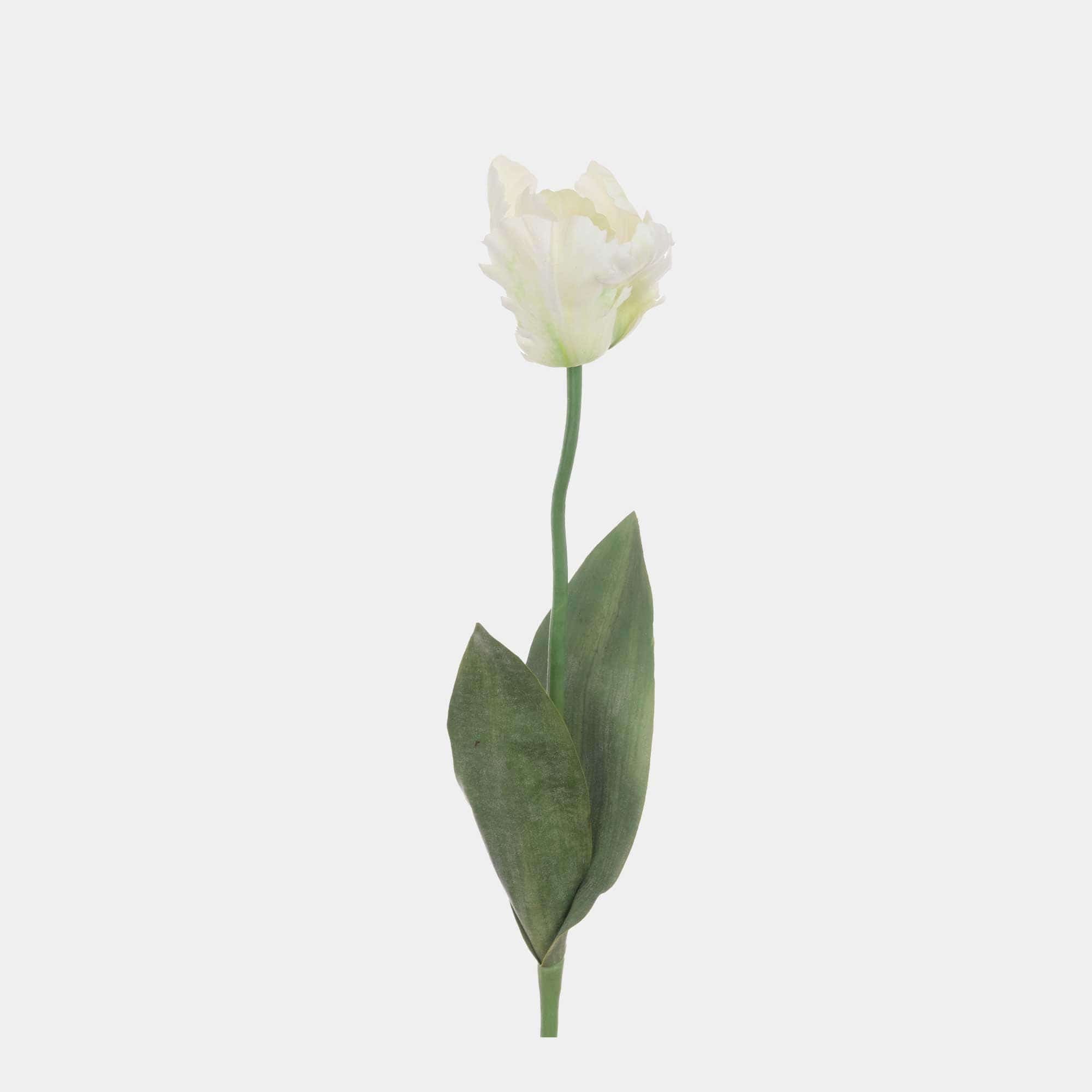 Parrot - White Tulip