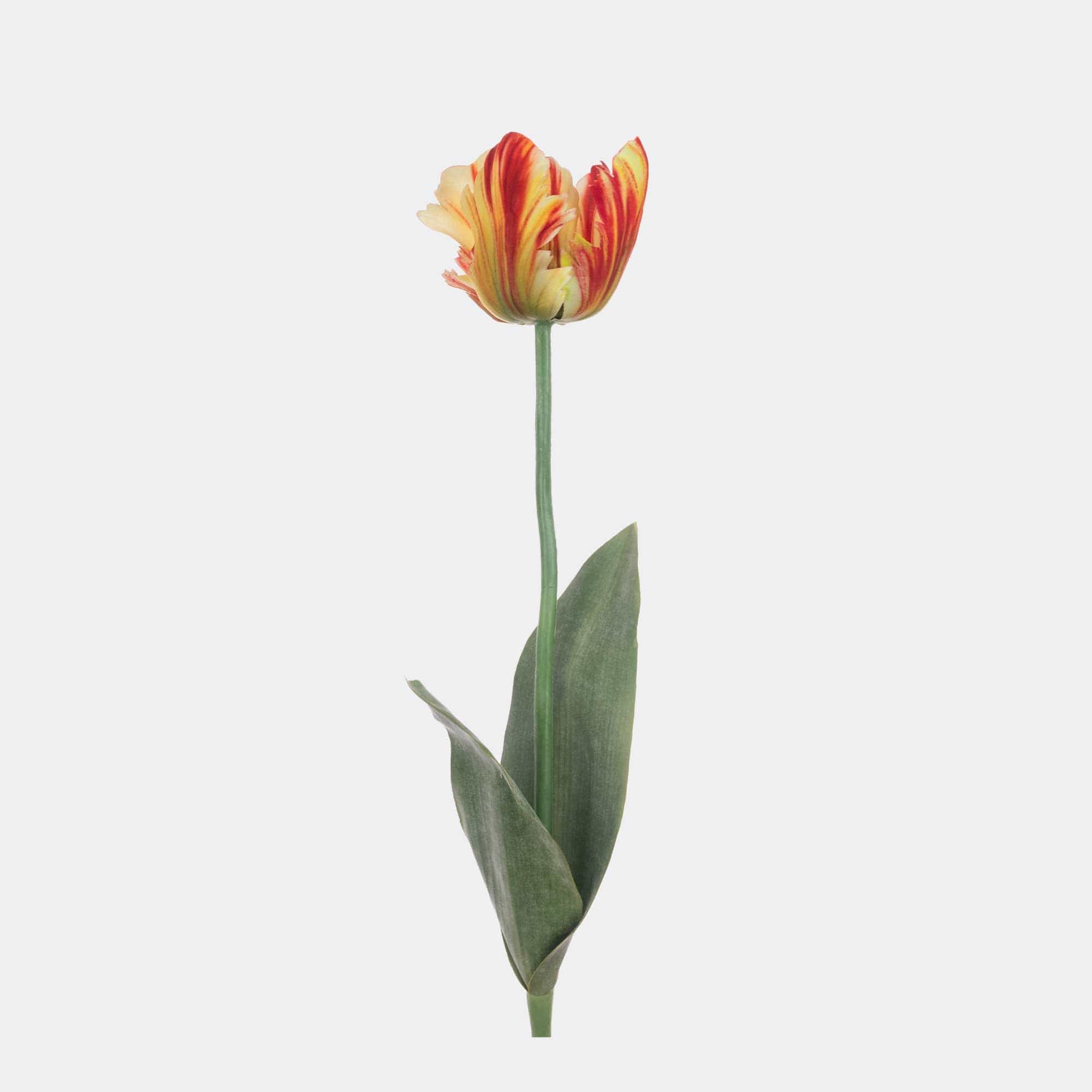 Parrot - Orange Tulip