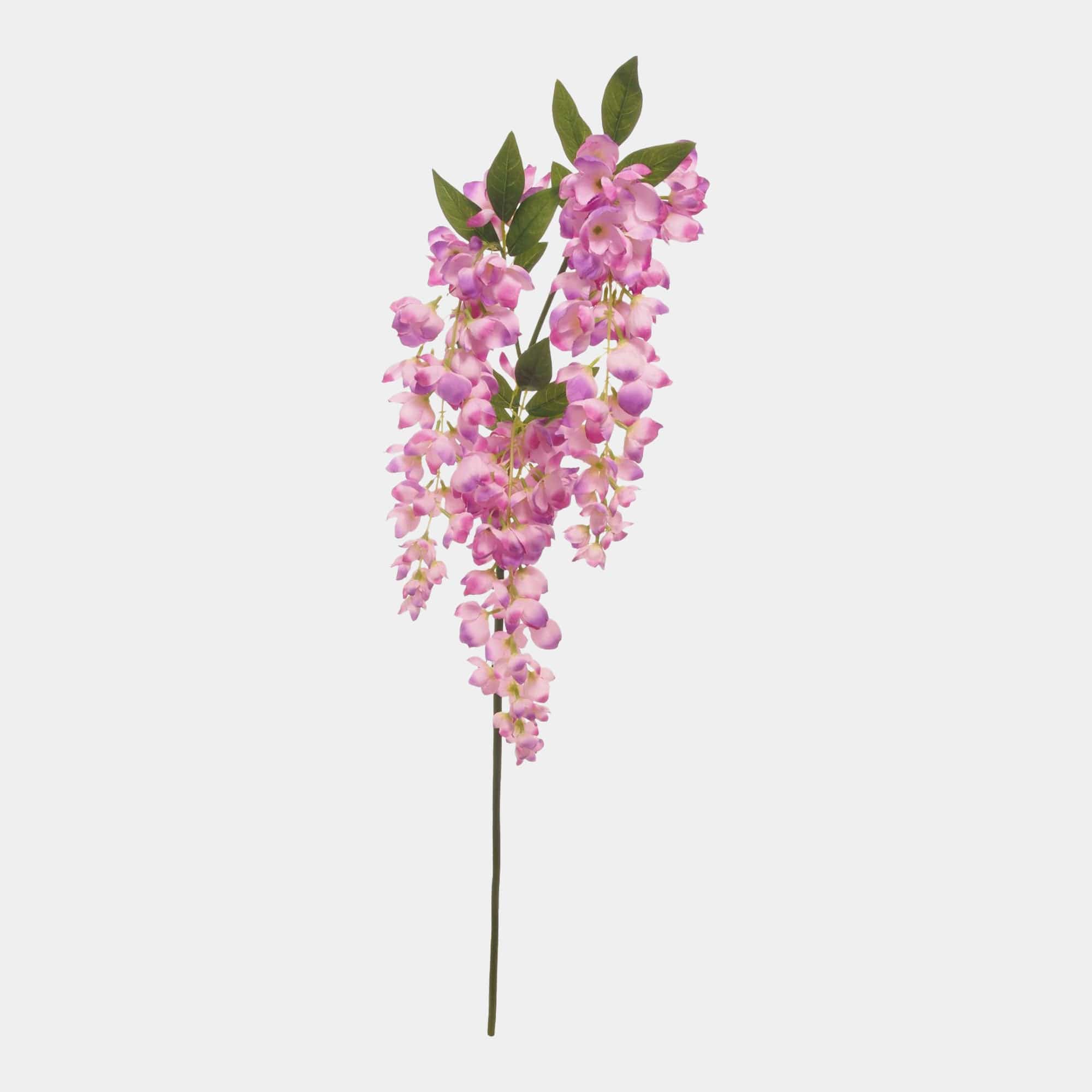 Wisteria - Purple Stem
