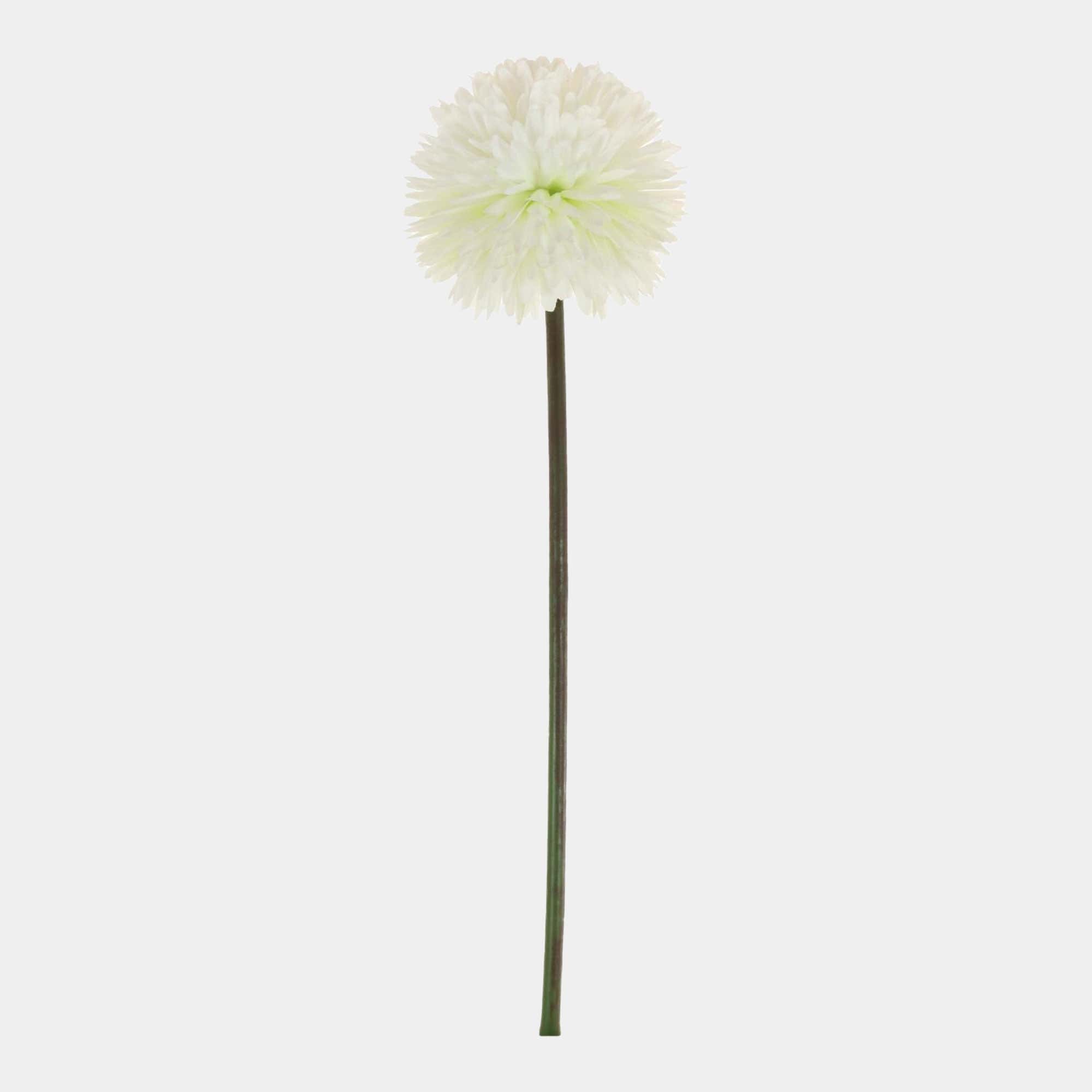 Allium - Pom Pom Mauve Stem