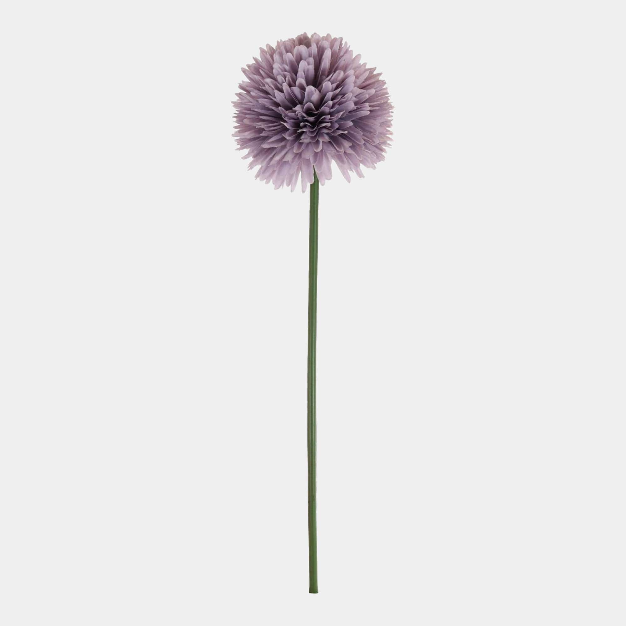 Allium - Pom Pom Ivory Stem