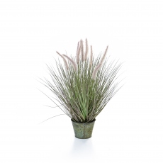 Dogtail Grass - In Metal Pot