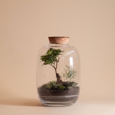 Jungle - Jar Terrarium