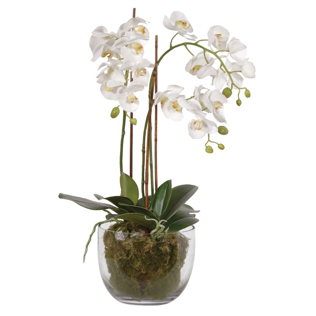 White Orchid in Planter - Phalaenopsis