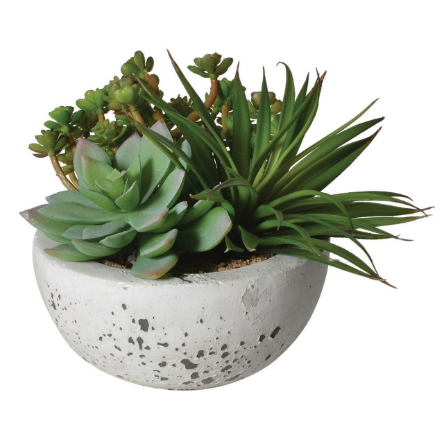 with Grey Cement Bowl - Succulent Arrangement