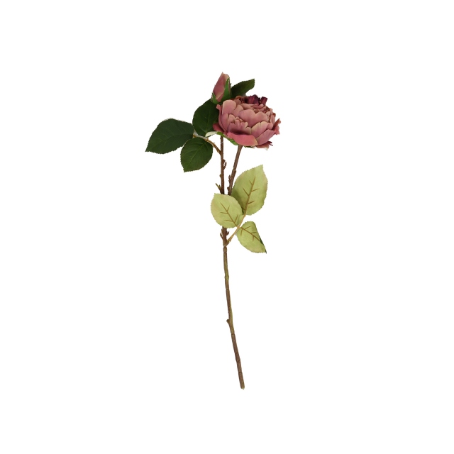 Pink Rose Peony - Dusty