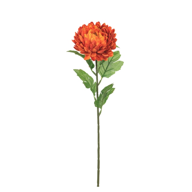 Orange Single Stem - Chrysanthemum