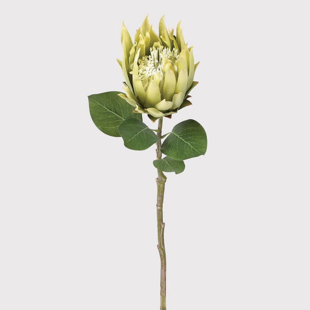 Green Stem - Protea